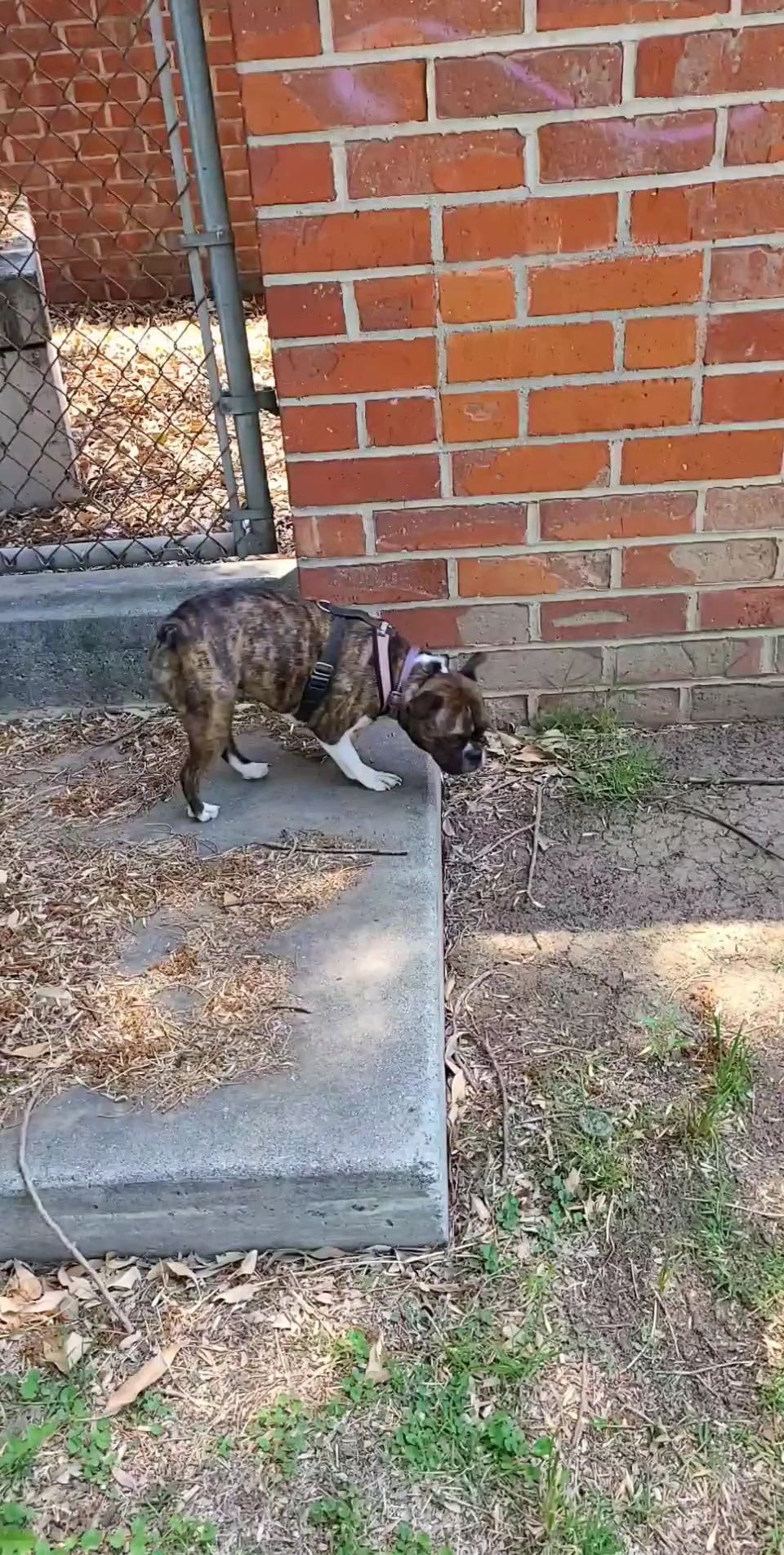 Riverwalk Dog Park - Riverside, CA