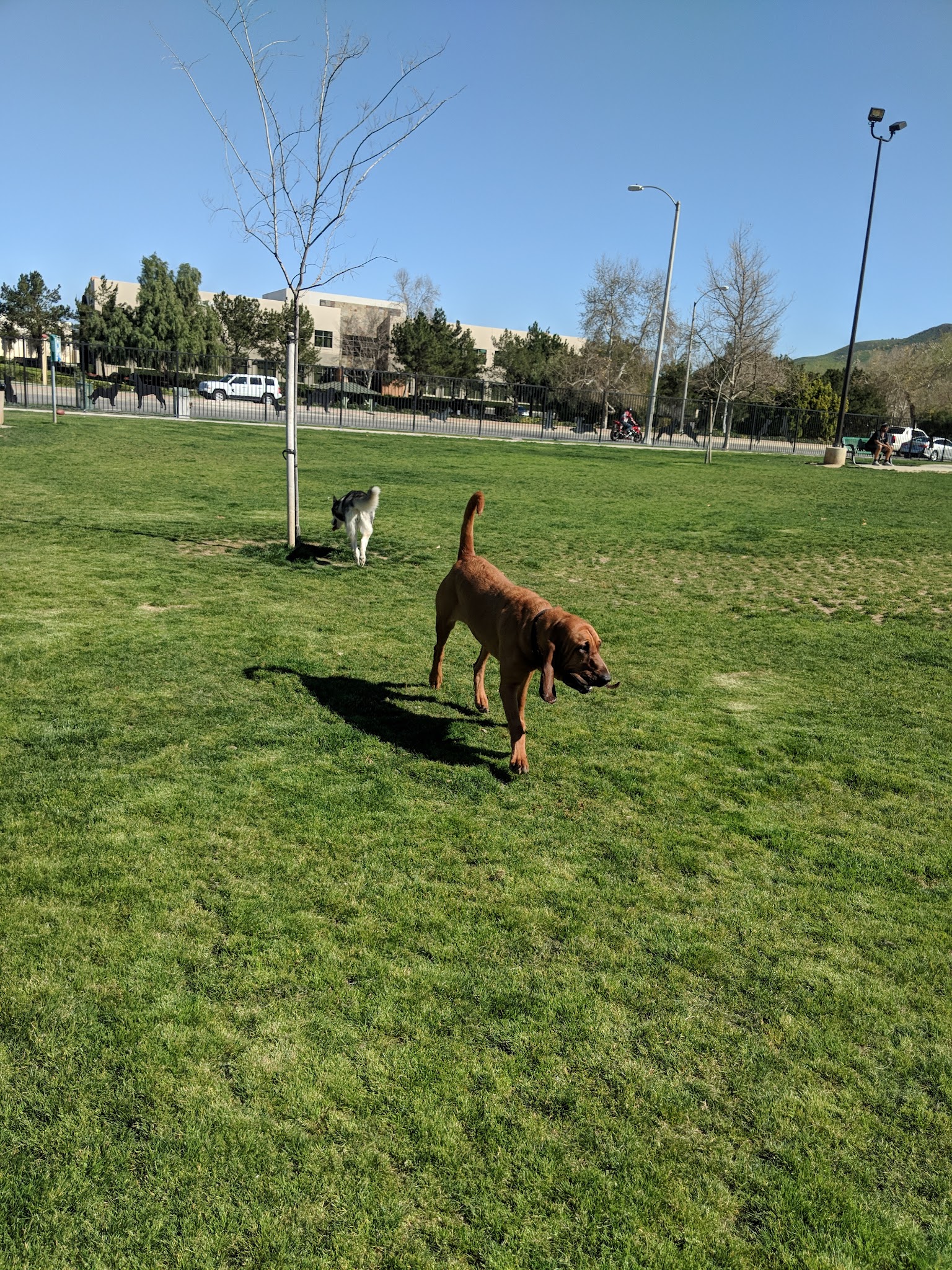 Riverwalk Dog Park - Riverside, CA