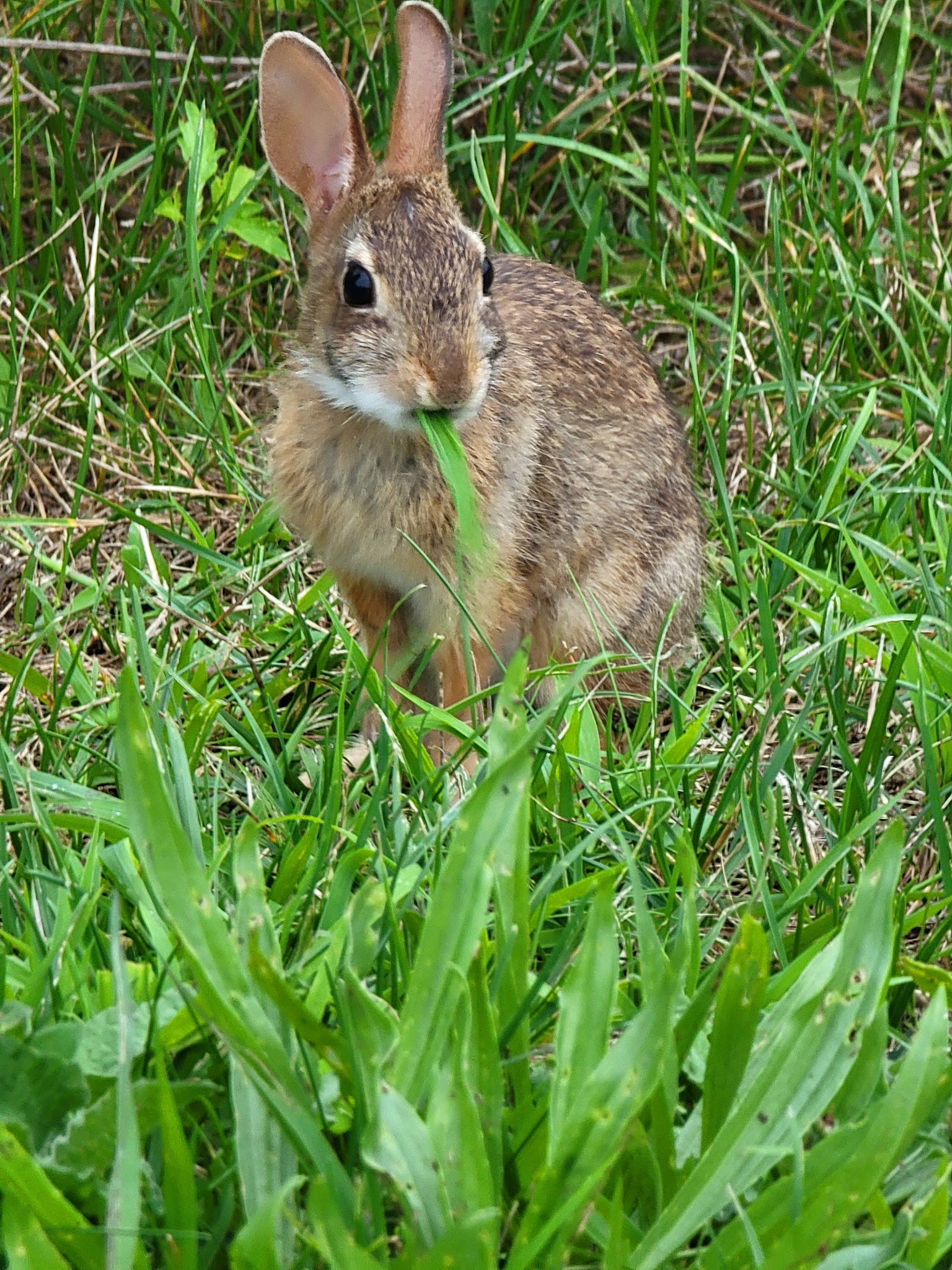 Eastbay Bikepath Access Point - Riverside, RI