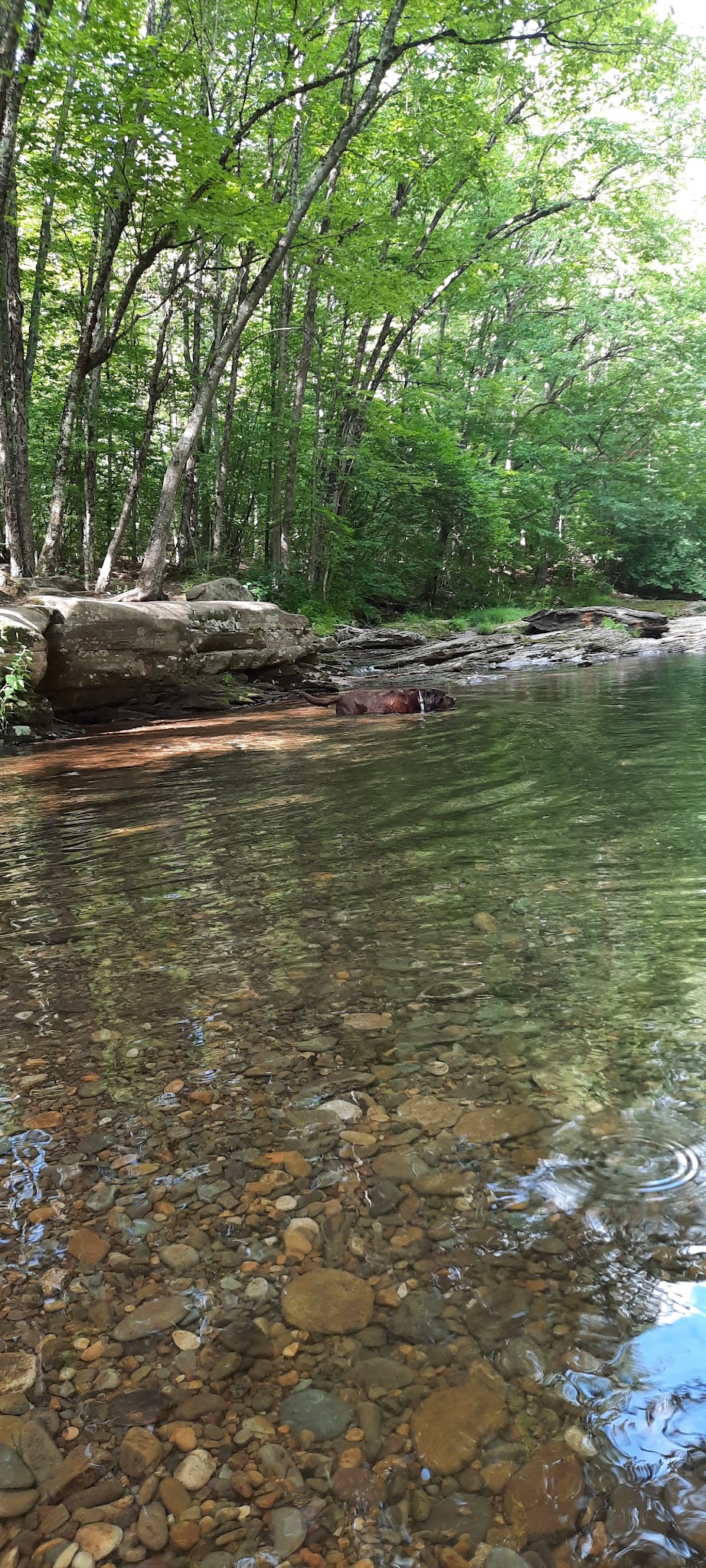 Miners Run - Roaring Branch, PA