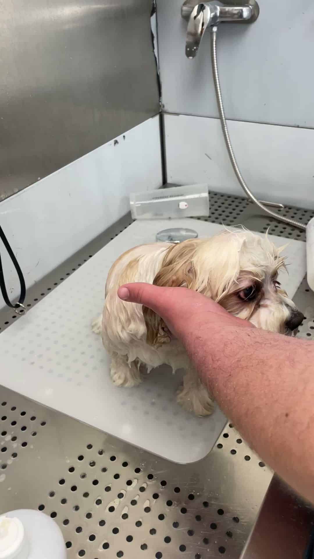 Rollypups Pet Grooming - Rochelle Park, NJ