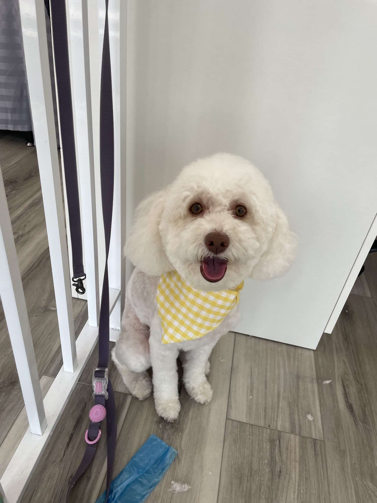 Rollypups Pet Grooming - Rochelle Park, NJ