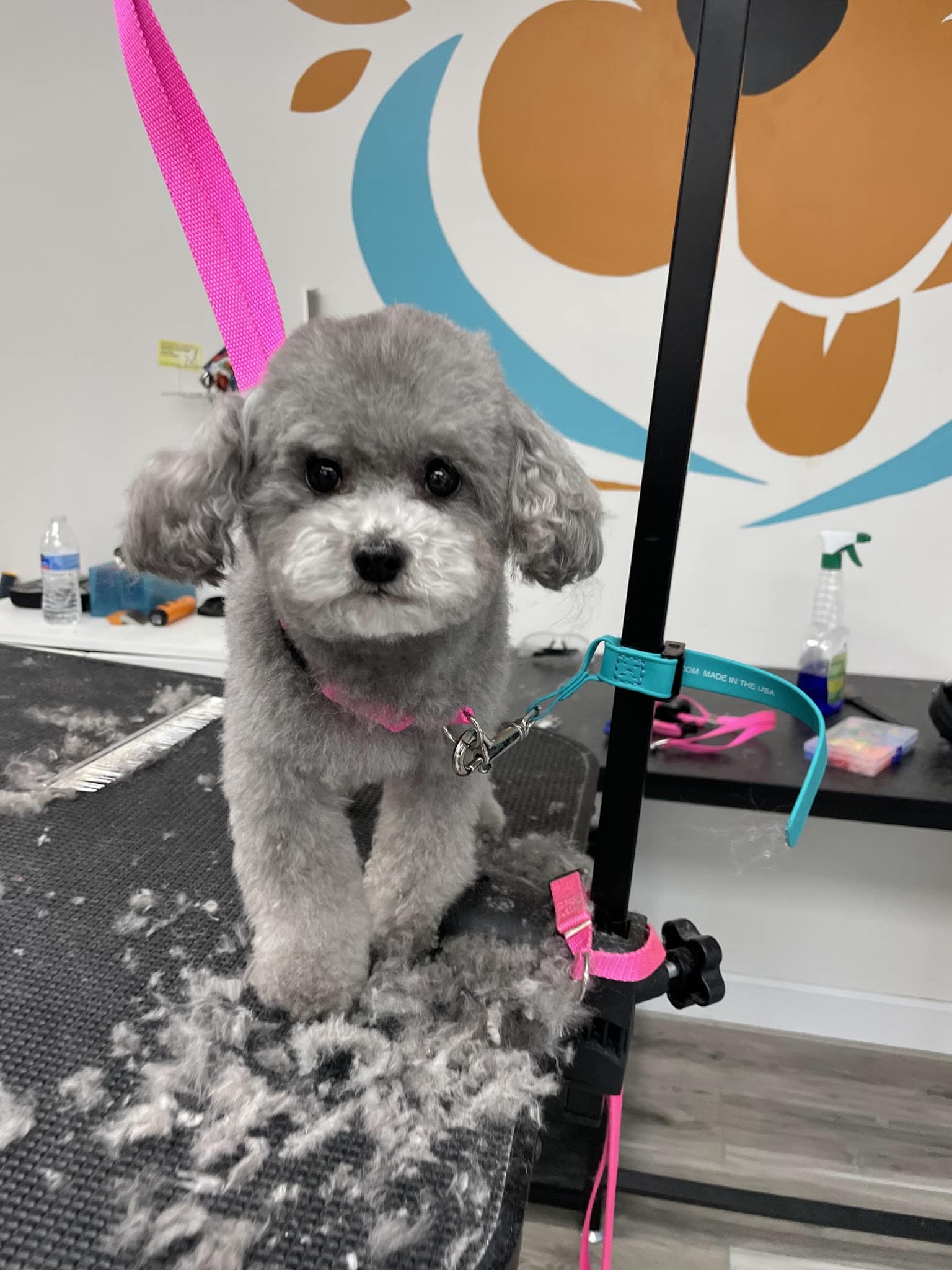 Rollypups Pet Grooming - Rochelle Park, NJ