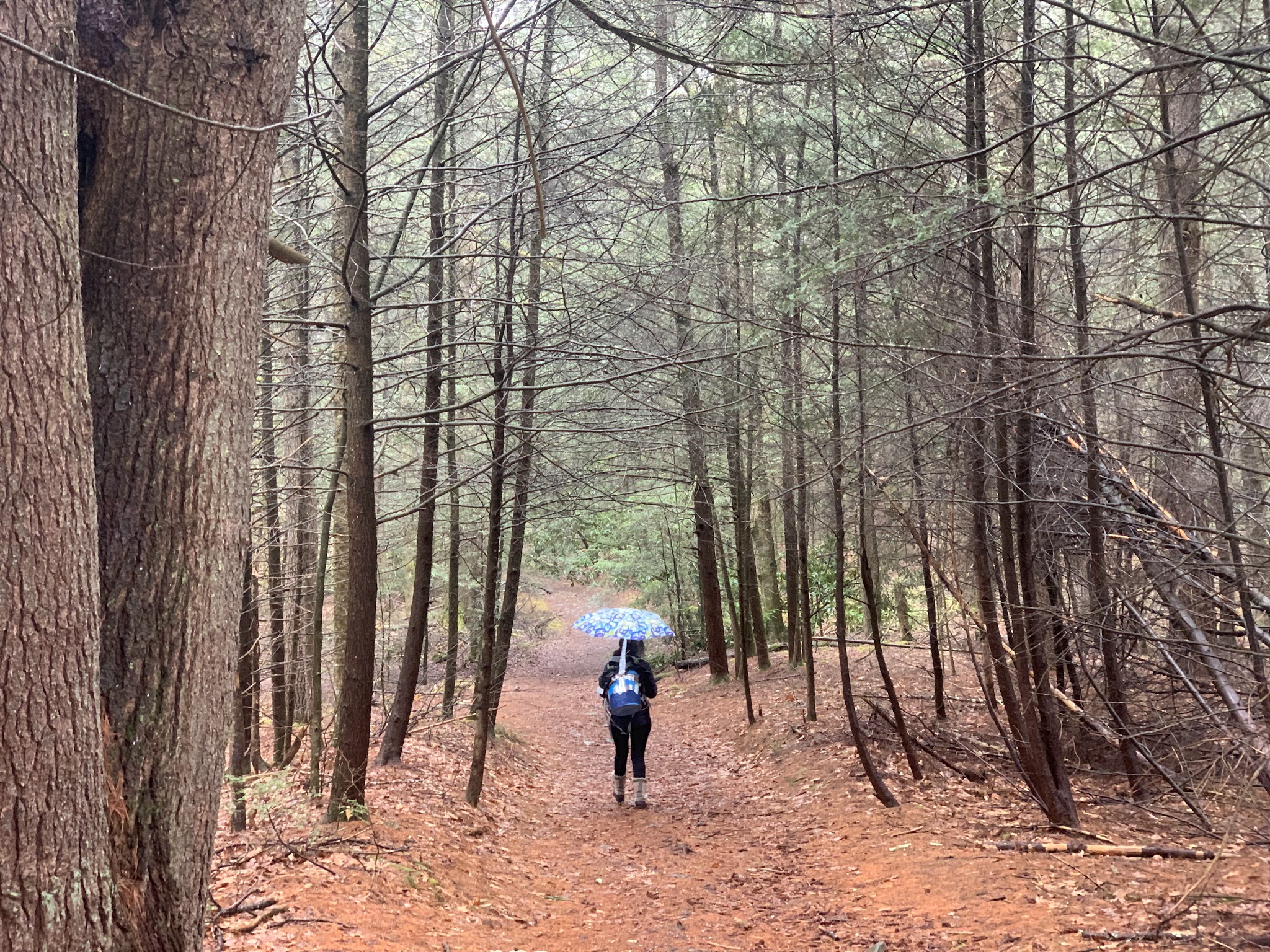 Neversink Gorge Trails - Rock Hill, NY