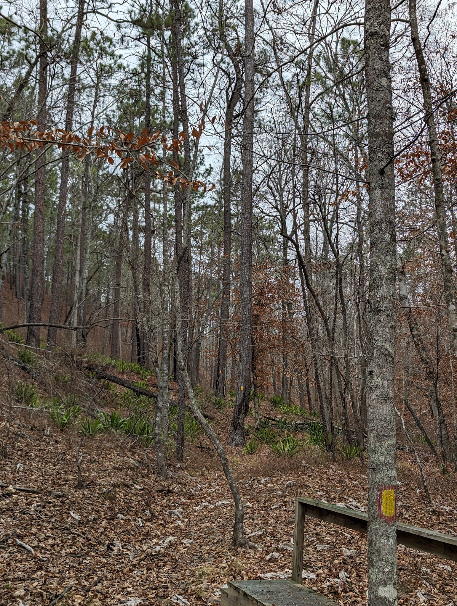 Coosa WMA, Forever Wild Trailhead - Rockford, AL
