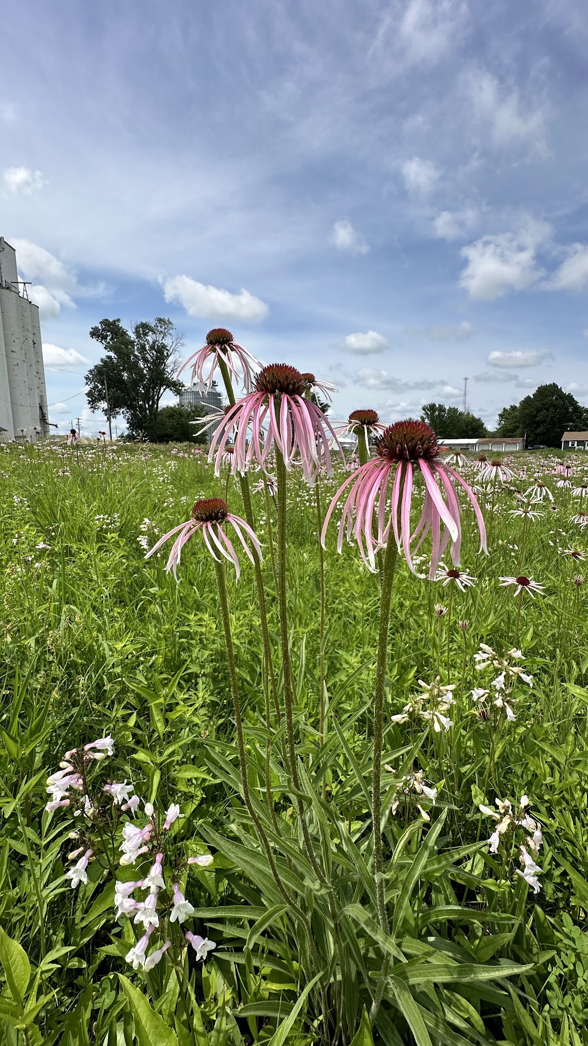Rockford Park - Rockford, IA
