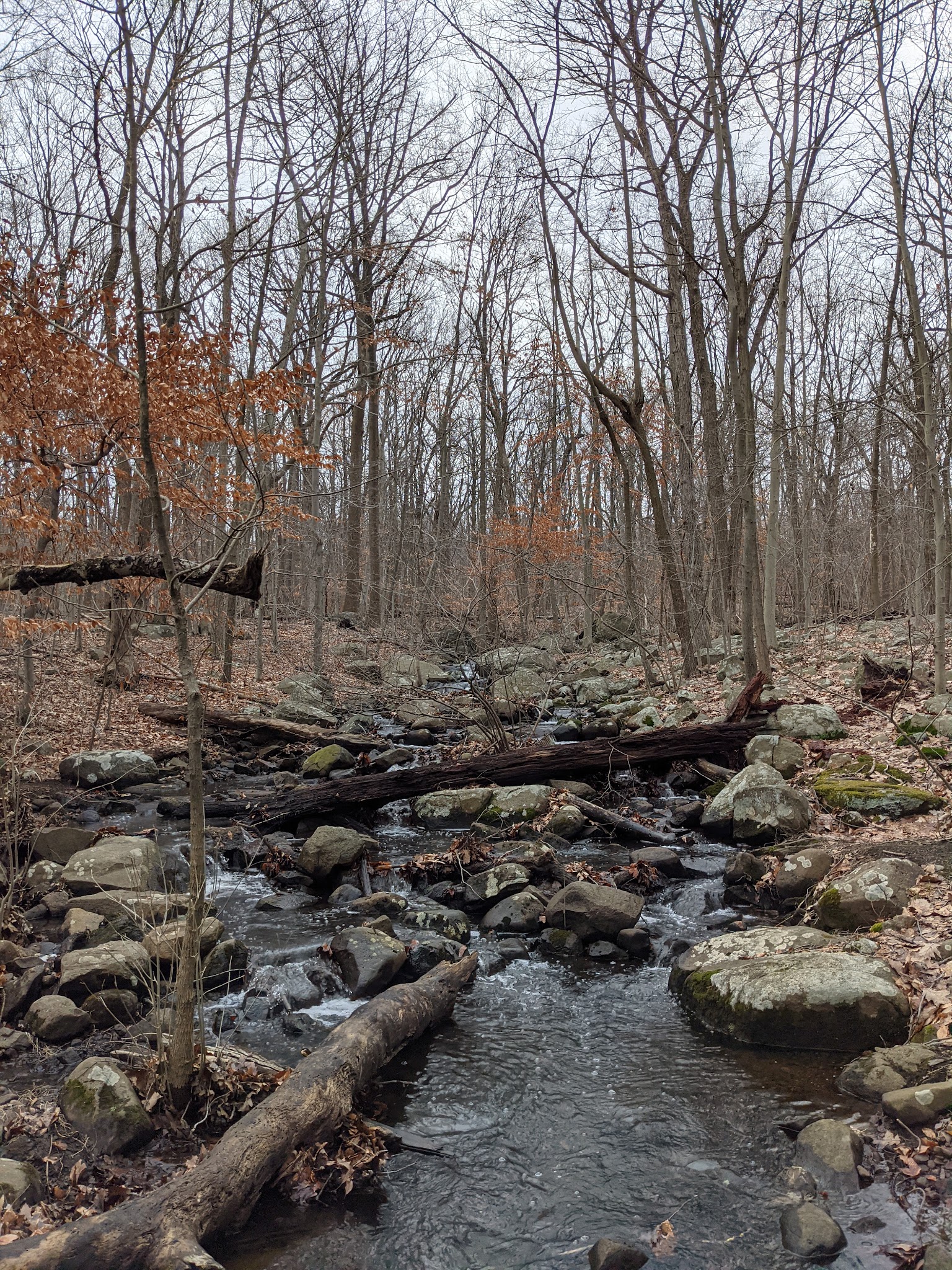 Rockleigh Woods Sanctuary - Rockleigh, NJ