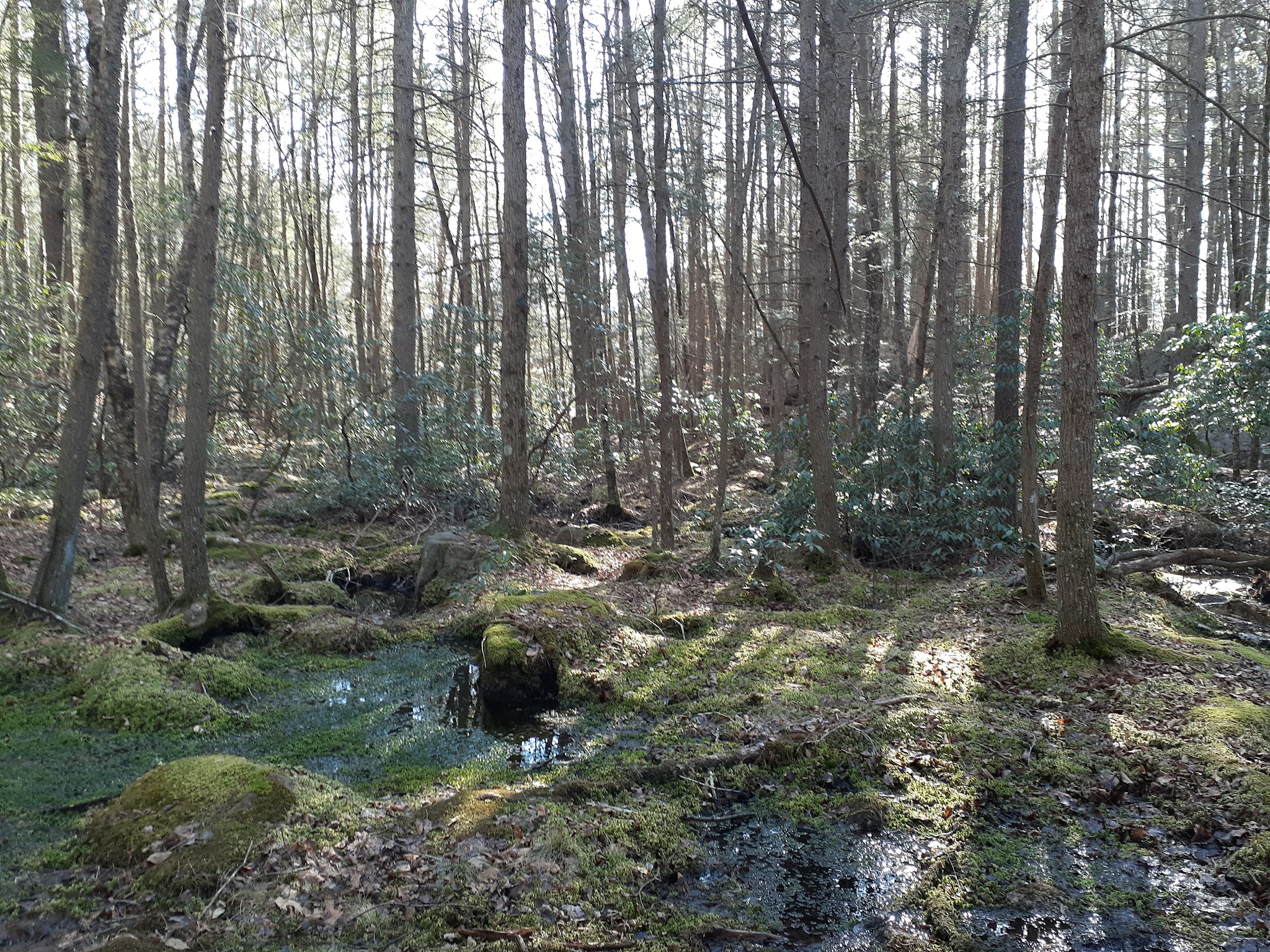 Narragansett Trail Trailhead - Rockville, RI