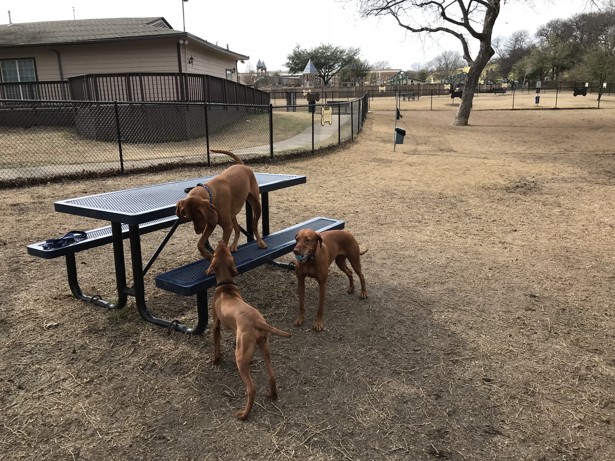 Harry Myers Dog Park - Rockwall, TX