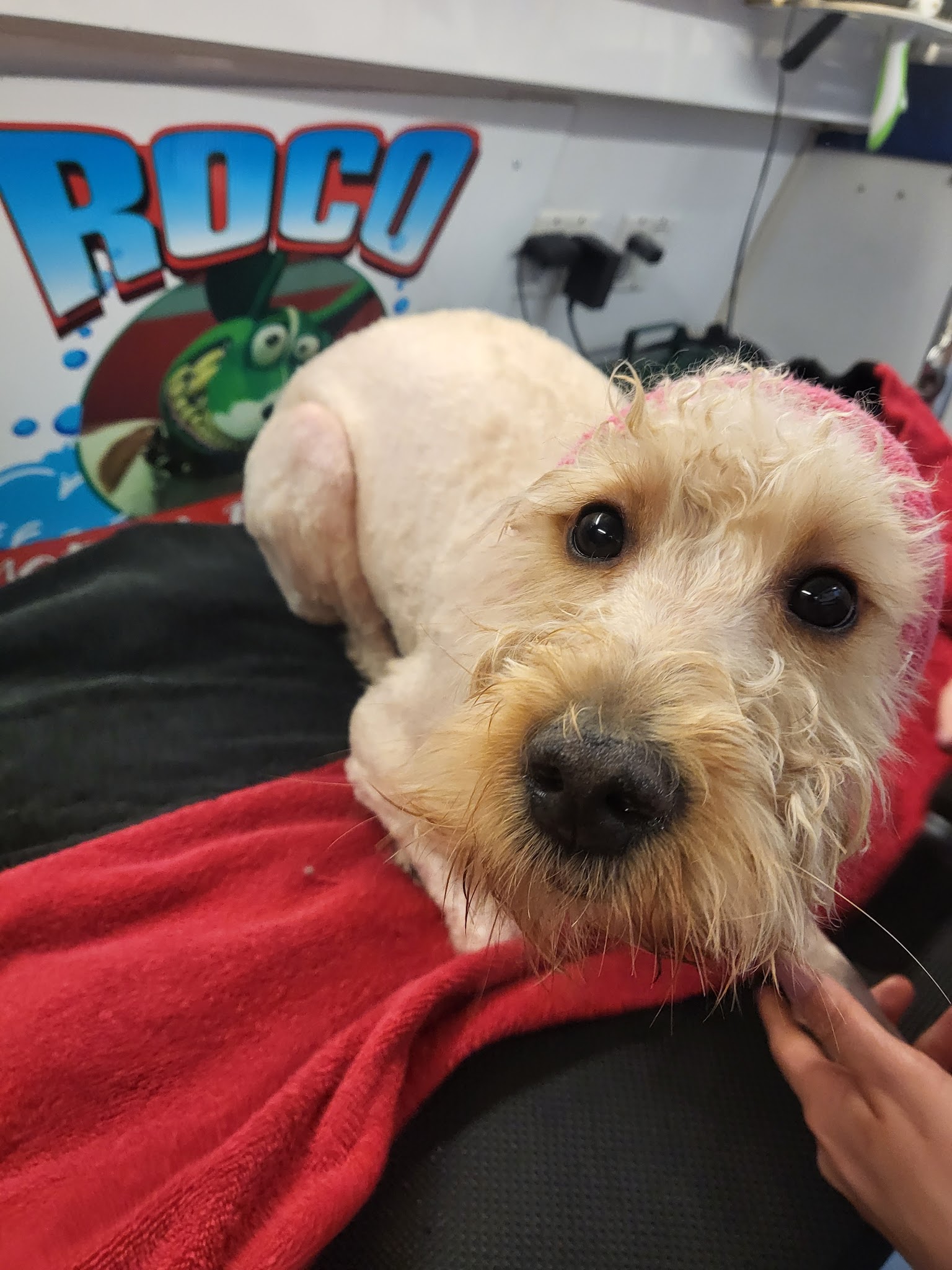 Roco Mobile Pet Spa - ,