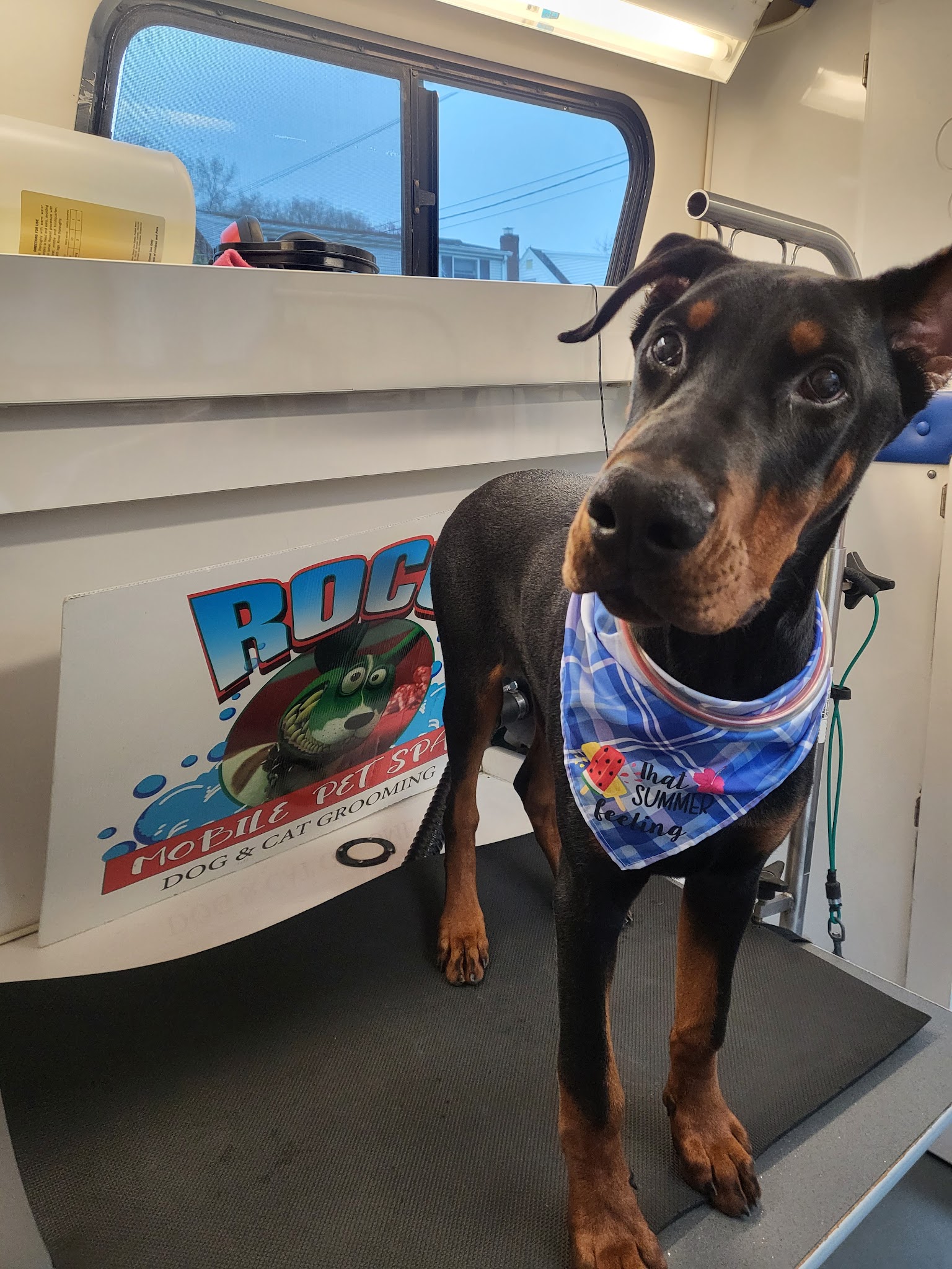 Roco Mobile Pet Spa - ,