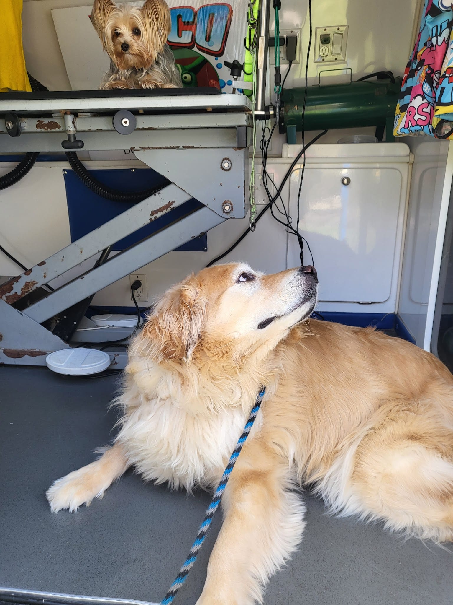 Roco Mobile Pet Spa - ,