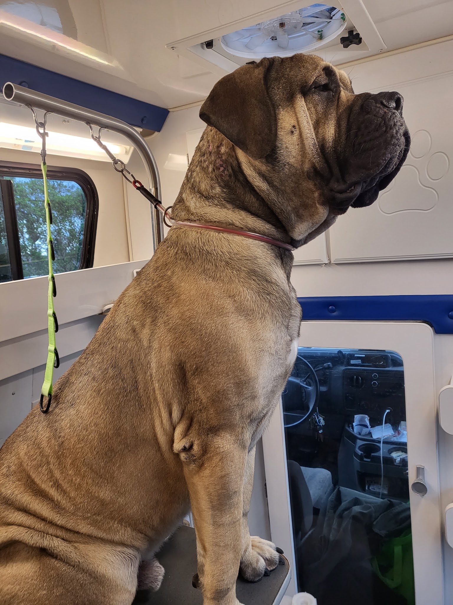 Roco Mobile Pet Spa - ,