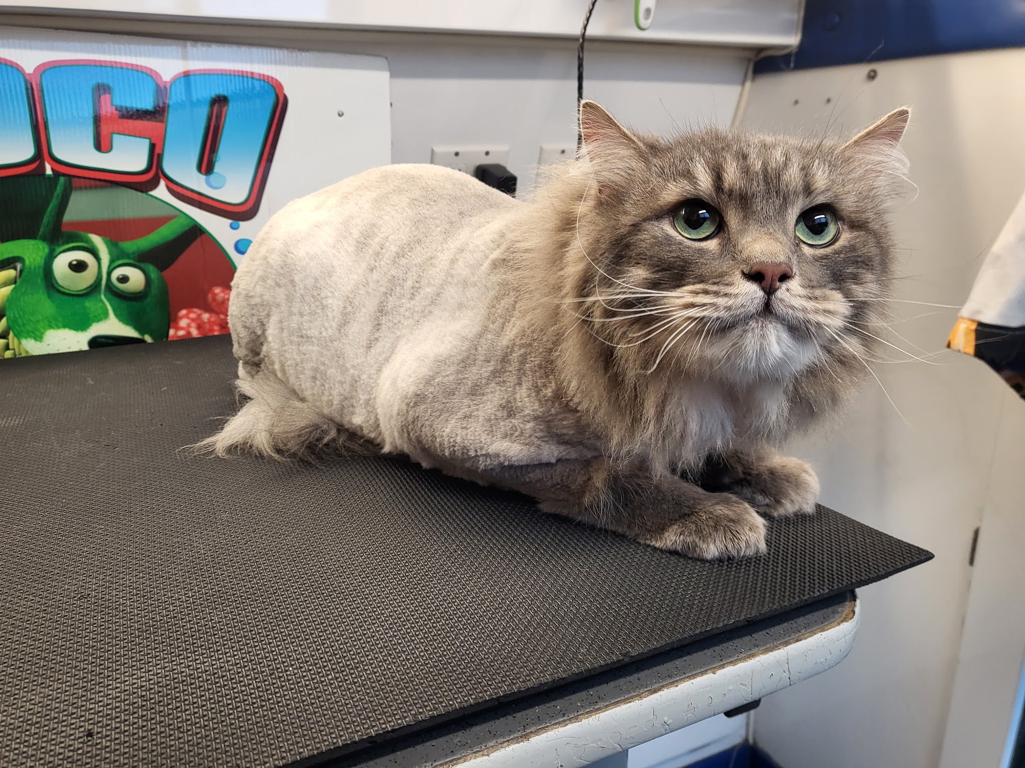 Roco Mobile Pet Spa - ,