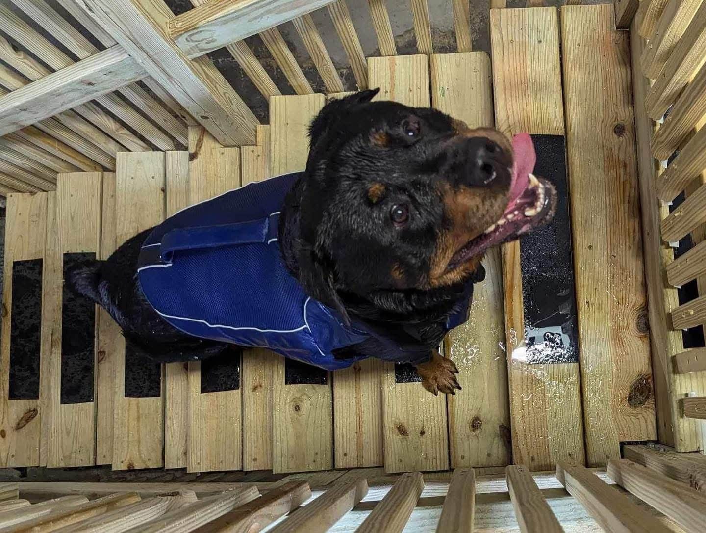 Doggy Gym and Swim - Rolling Meadows, IL