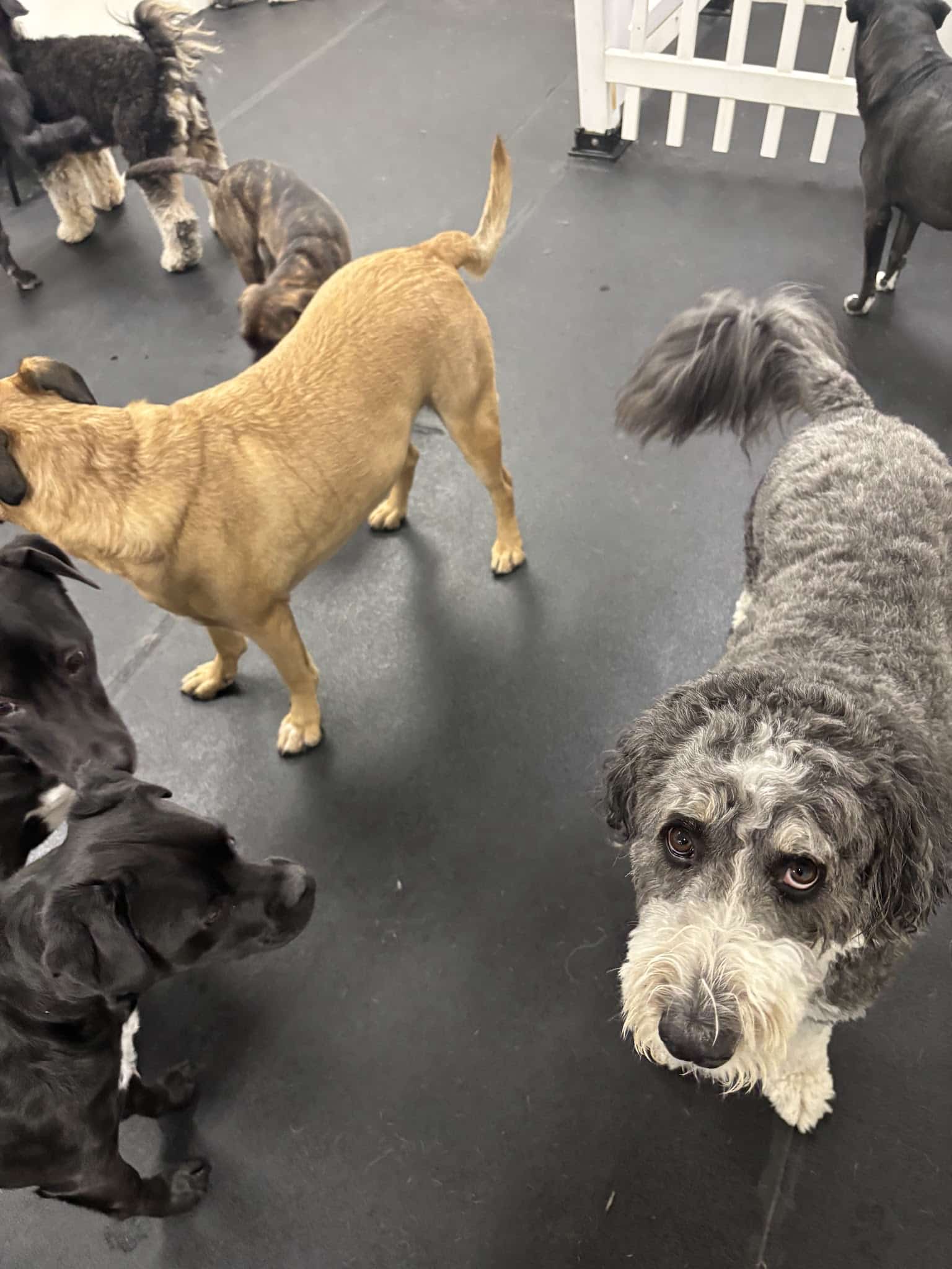 Meadows Dog House - Rolling Meadows, IL