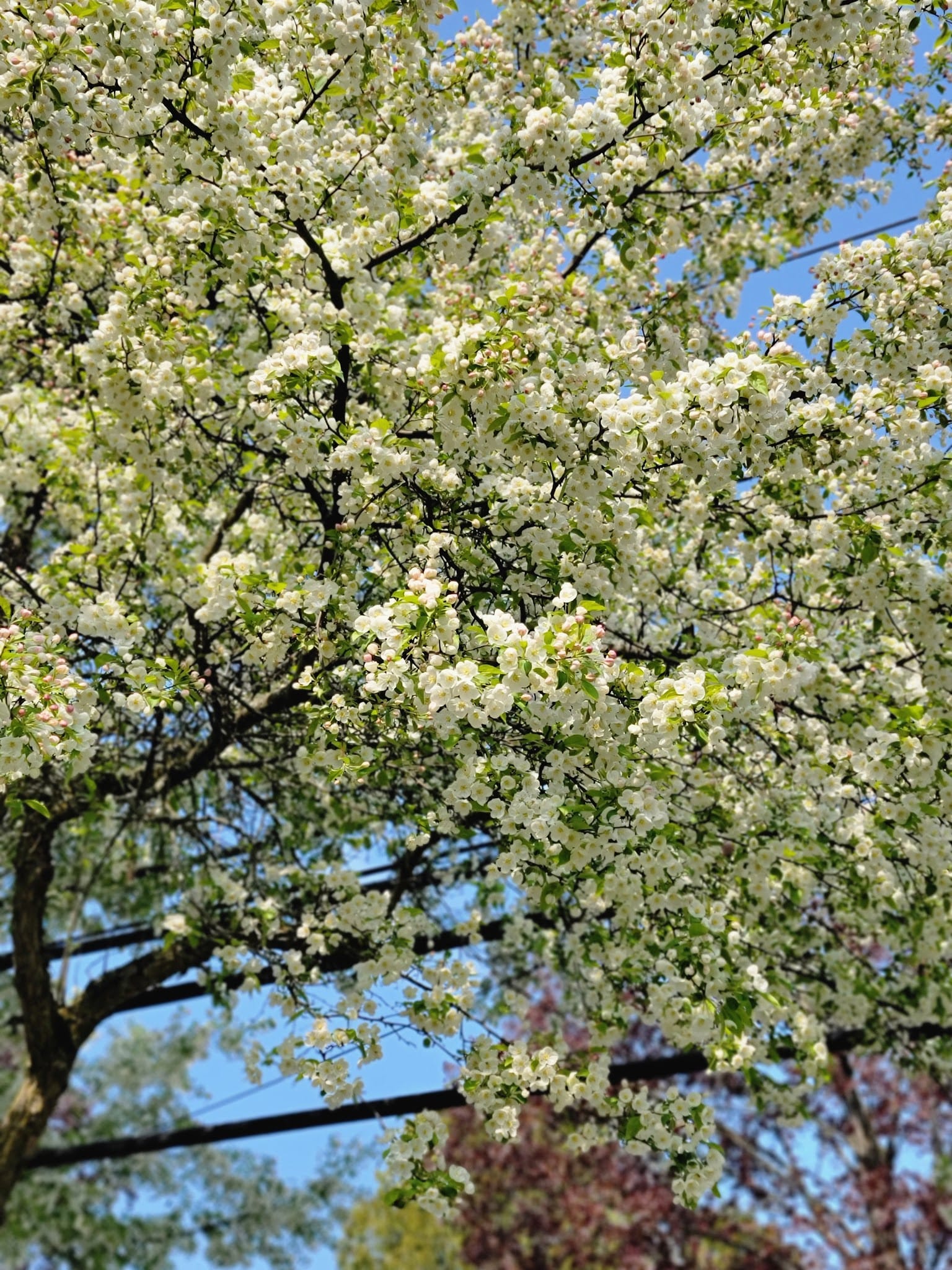 Franklyn's Field - Rome, NY
