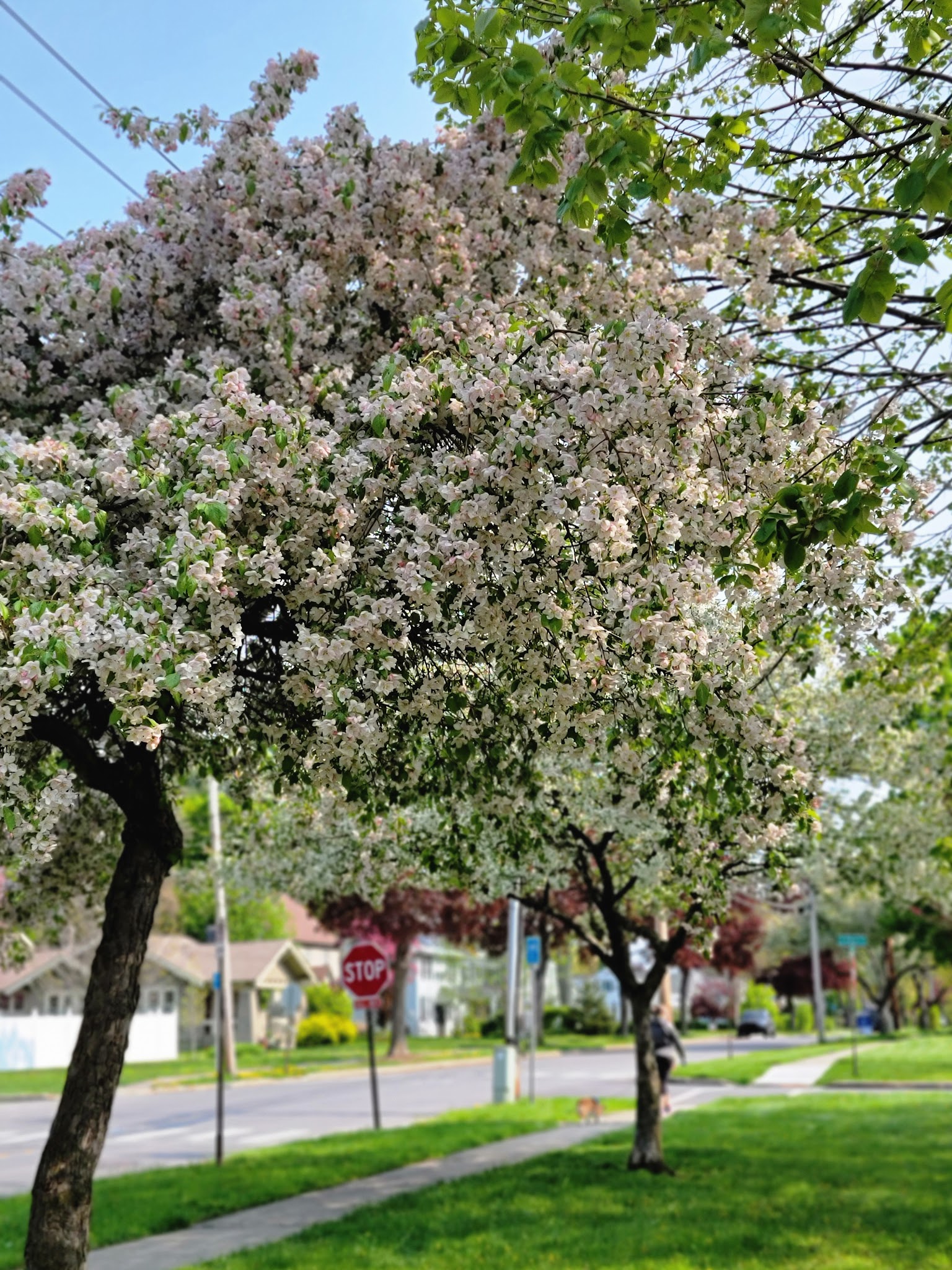 Franklyn's Field - Rome, NY