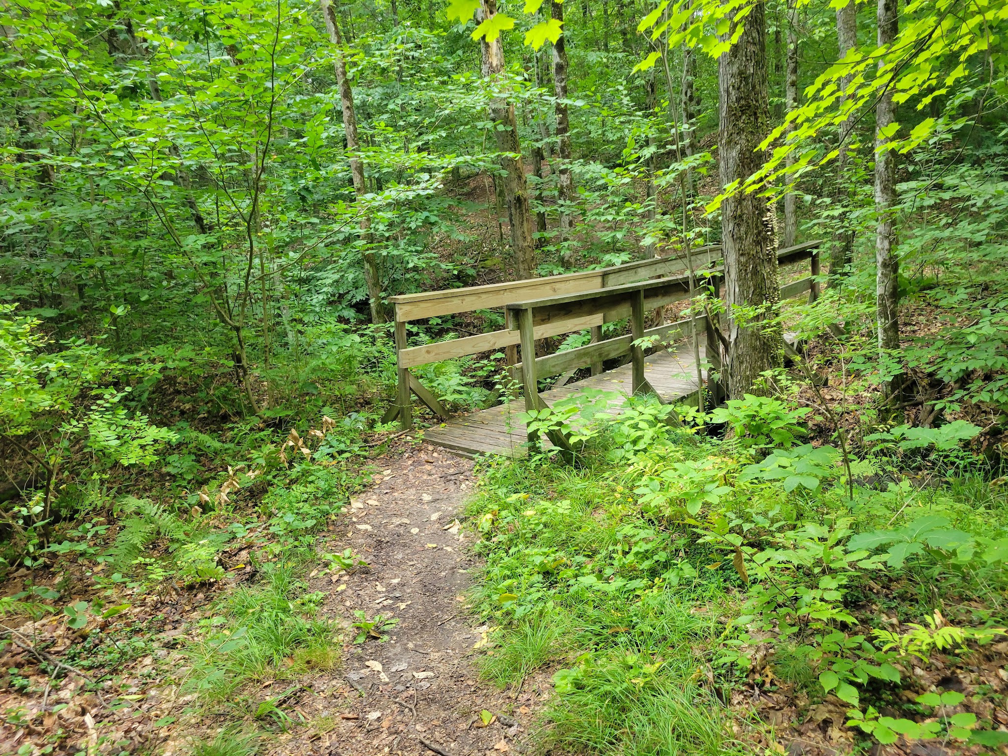 Pitch Pine Bog Conservation Area And Nature Trail - Rome, NY
