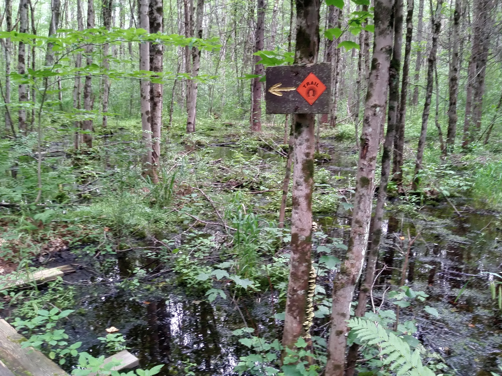 Pitch Pine Bog Conservation Area And Nature Trail - Rome, NY