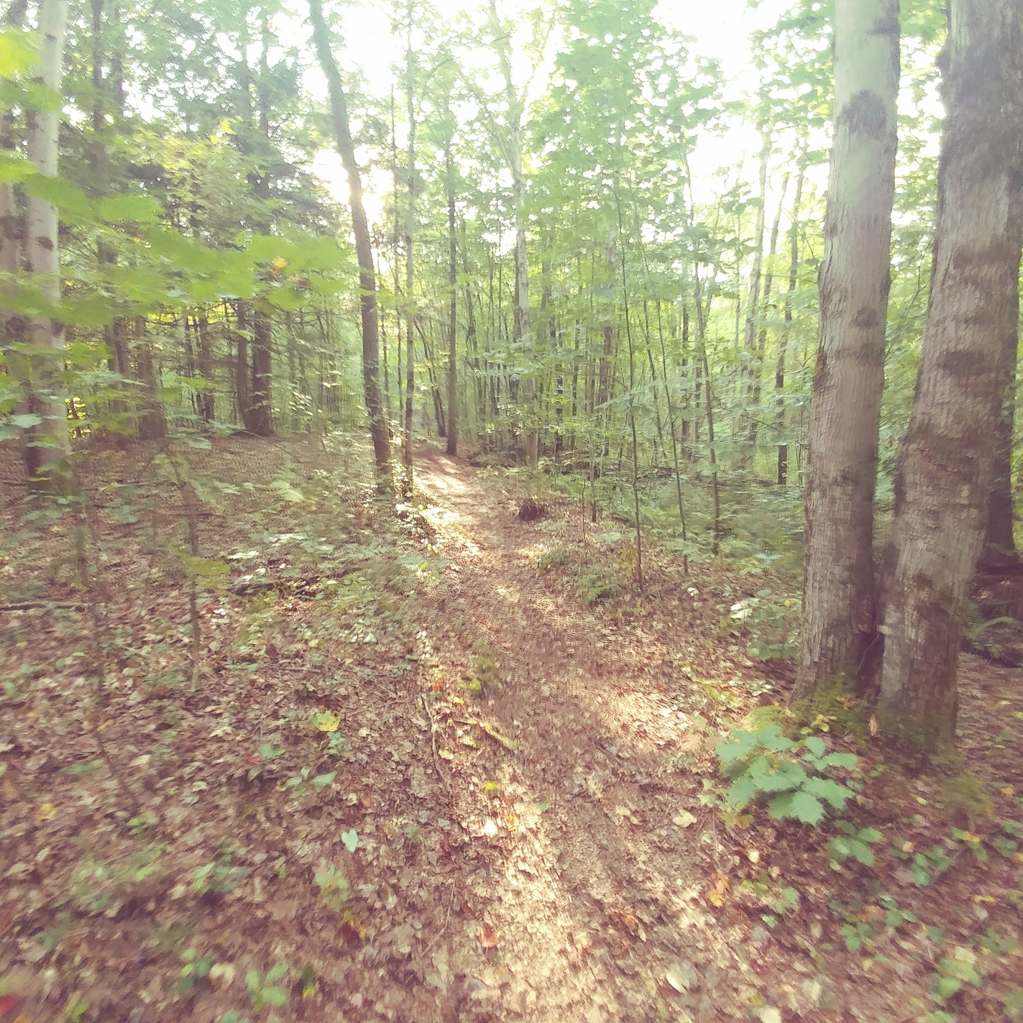 Pitch Pine Bog Conservation Area And Nature Trail - Rome, NY