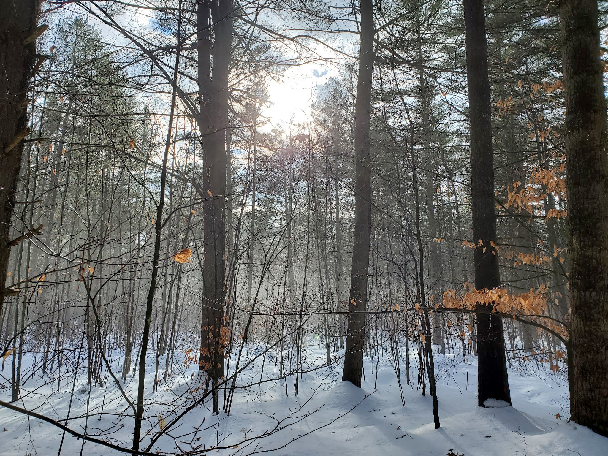 Pitch Pine Bog Conservation Area And Nature Trail - Rome, NY