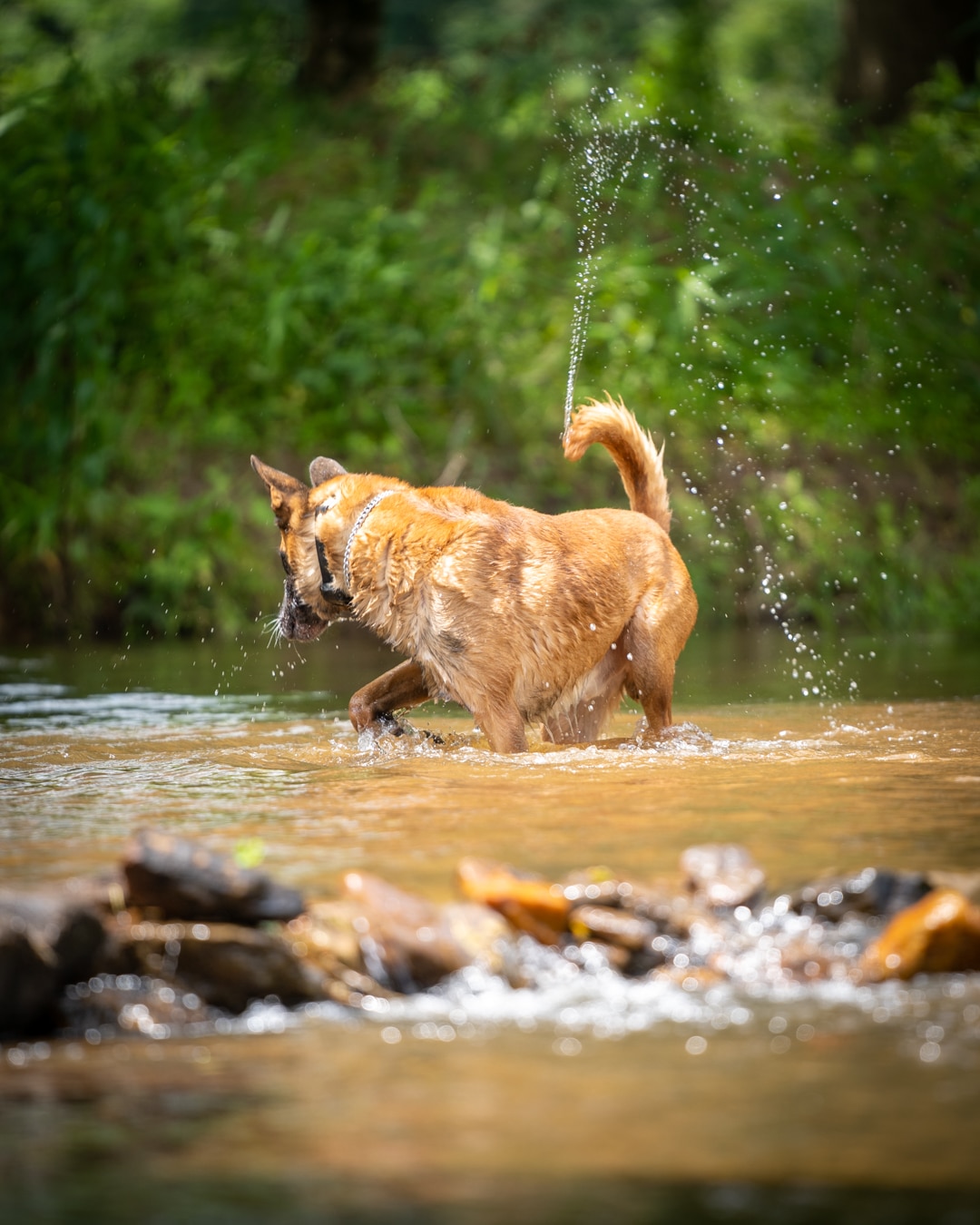 Hurricane Creek K9 - Roopville, GA