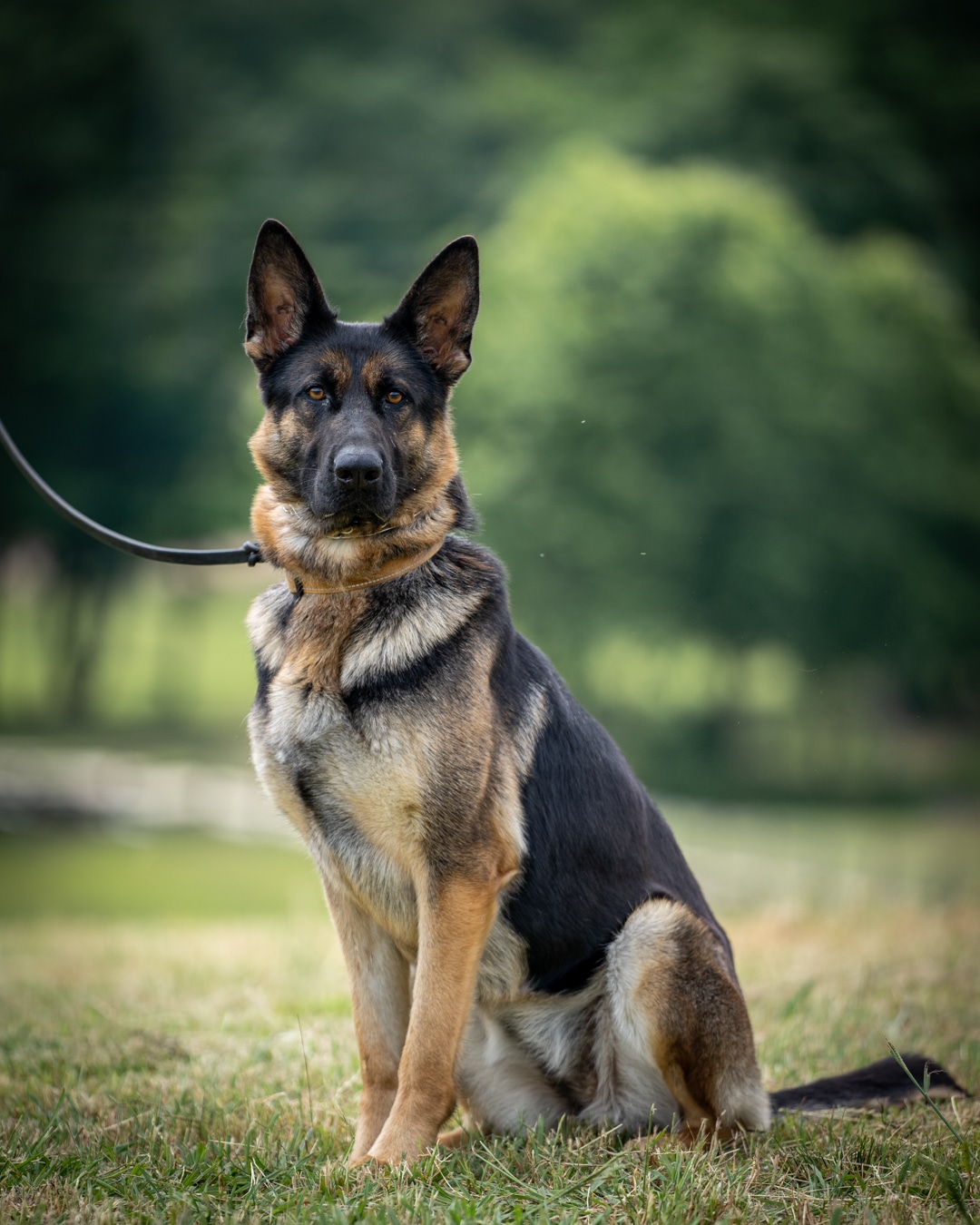 Hurricane Creek K9 - Roopville, GA