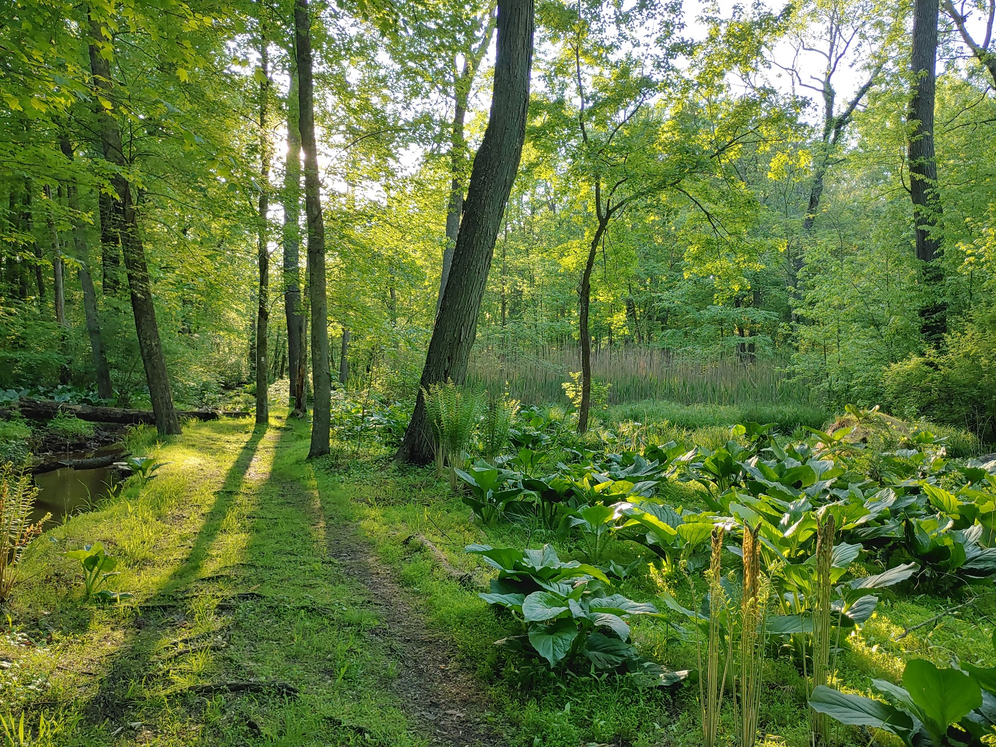 Roosevelt Woodland Trail - Roosevelt, NJ