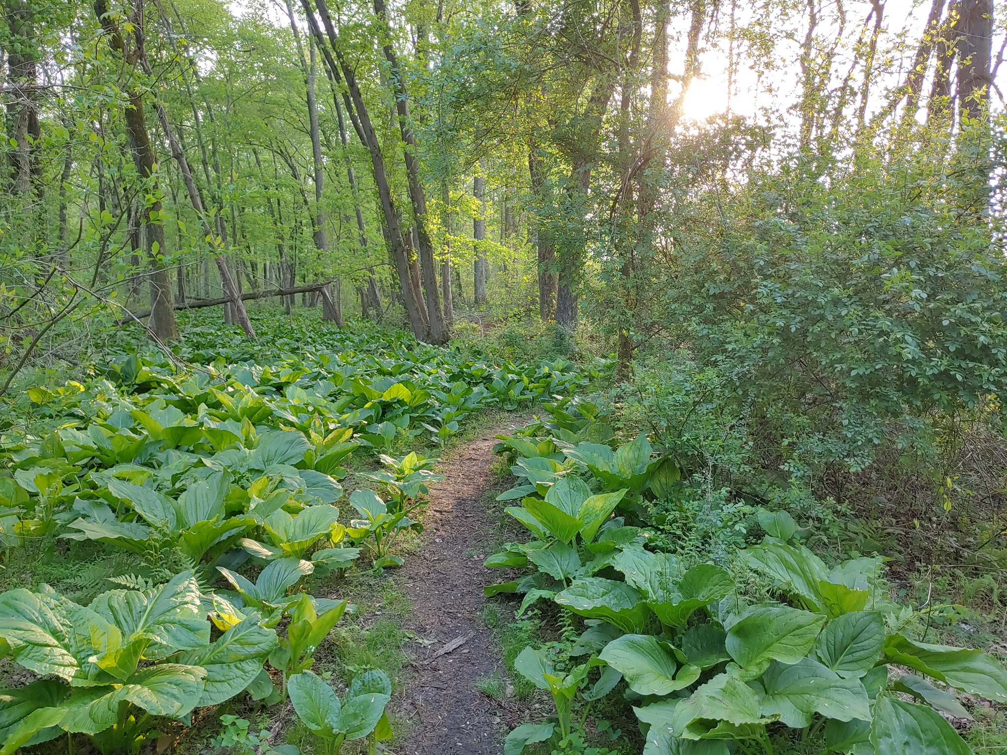Roosevelt Woodland Trail - Roosevelt, NJ