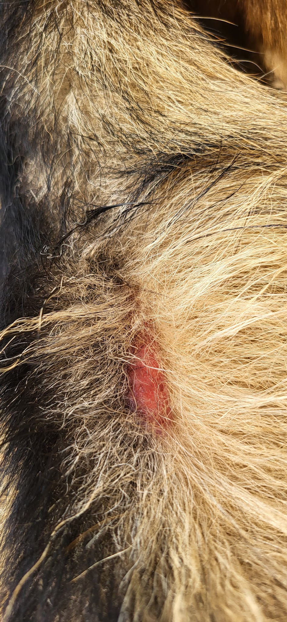 Dog Park - Roselle, IL