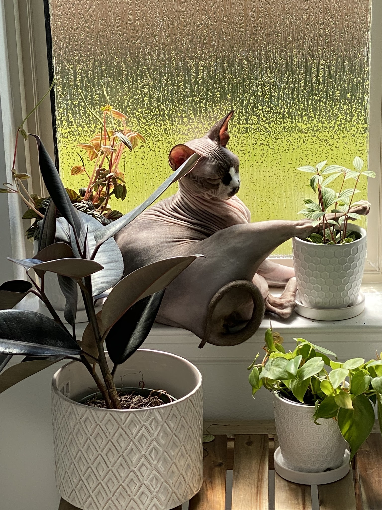 Walnut Creek Dog Park - Rosenberg, TX