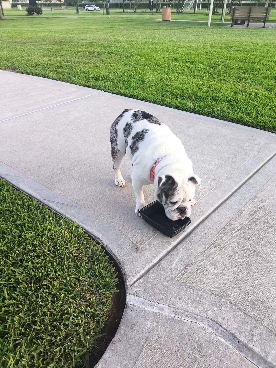 Walnut Creek Dog Park - Rosenberg, TX