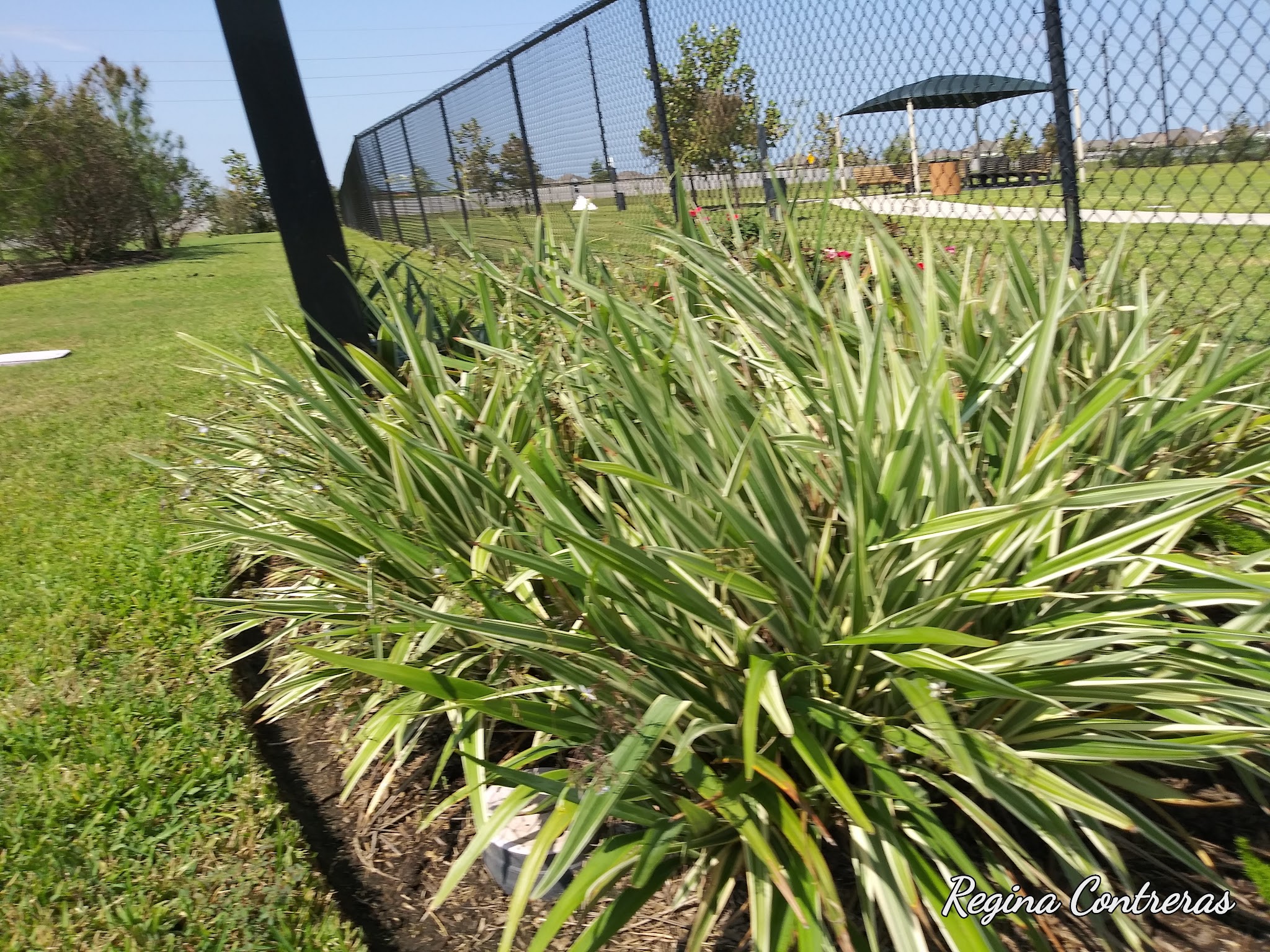 Walnut Creek Dog Park - Rosenberg, TX