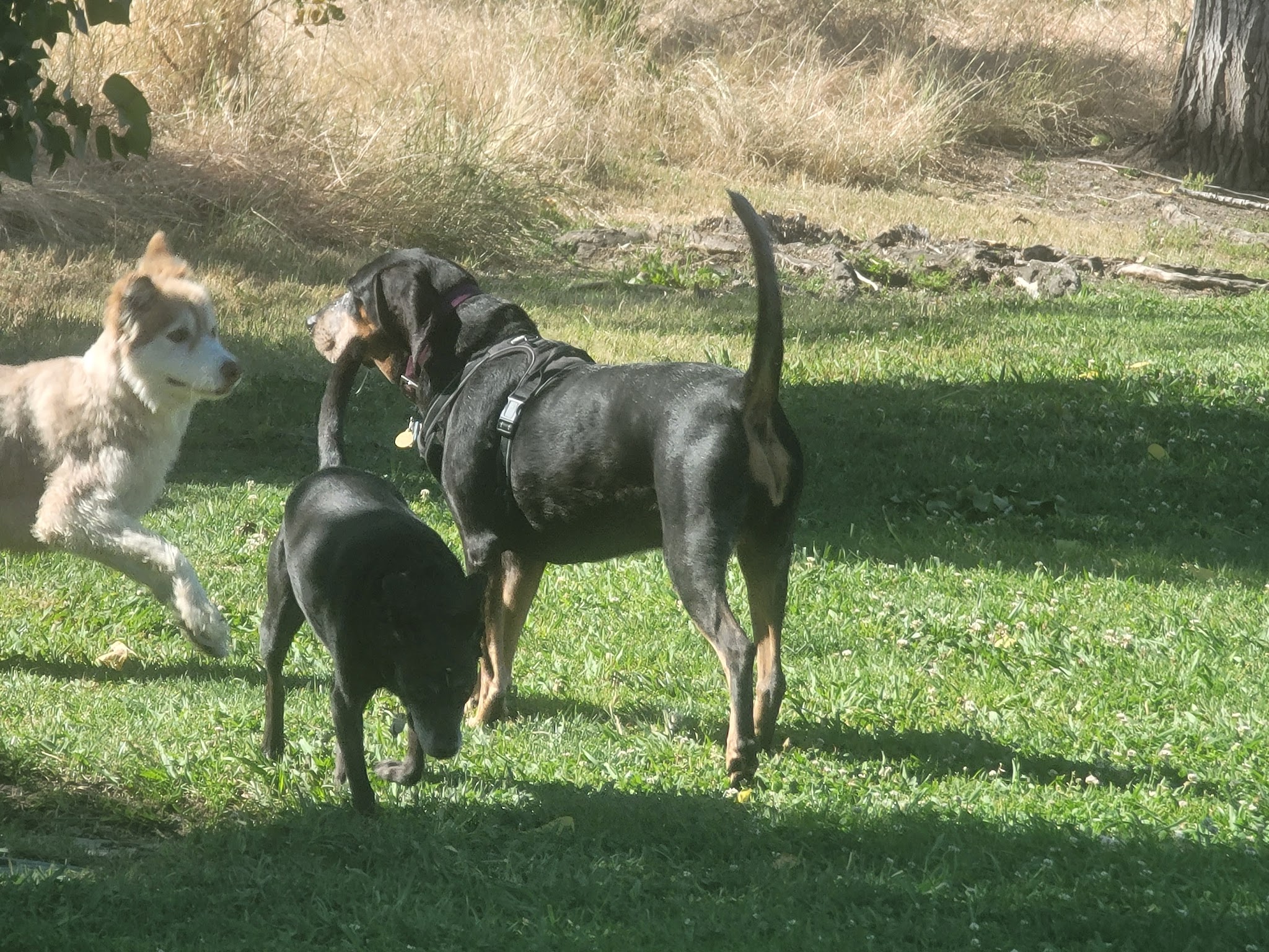 Marco Dog Park - Roseville, CA