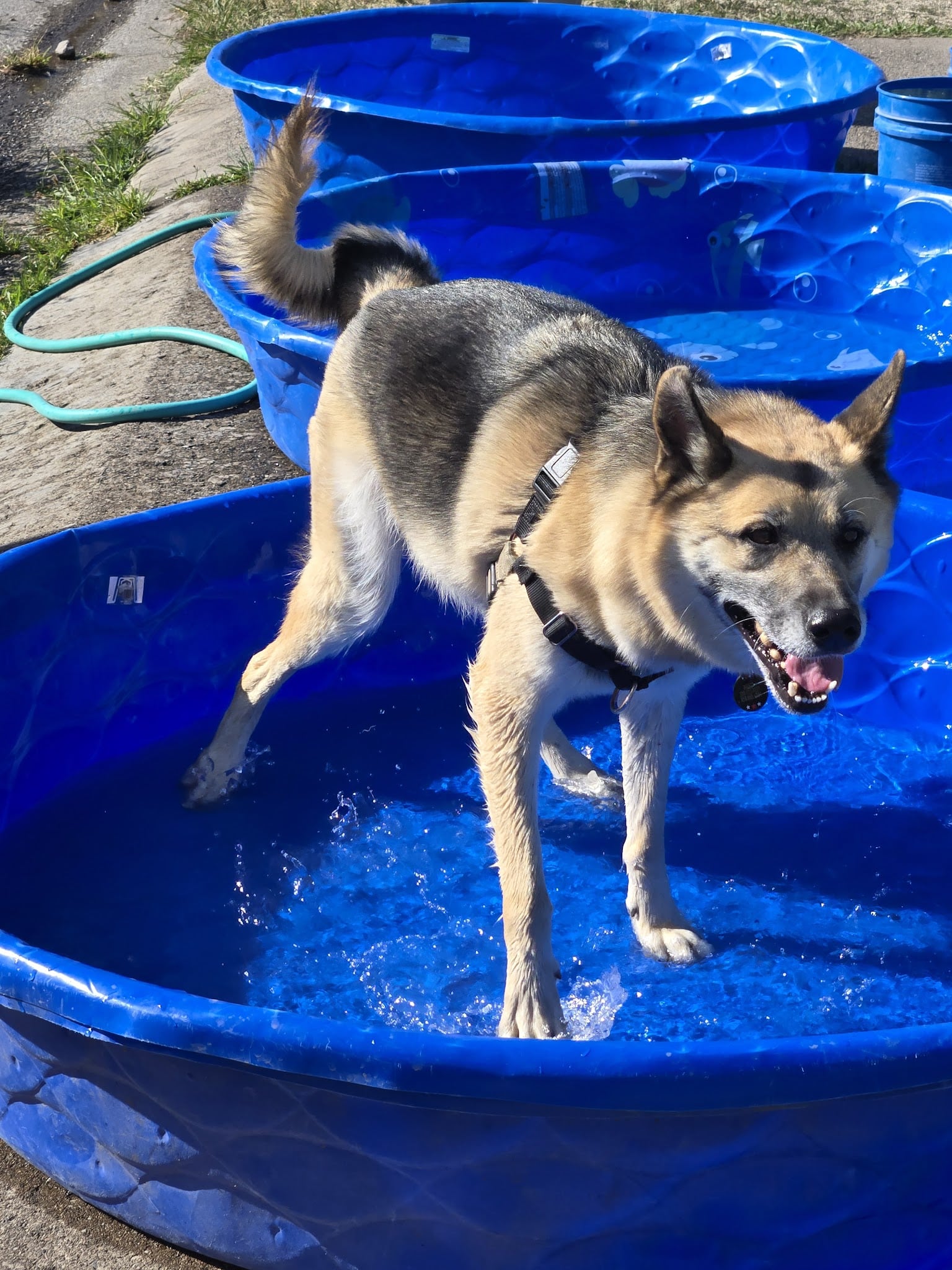 Marco Dog Park - Roseville, CA