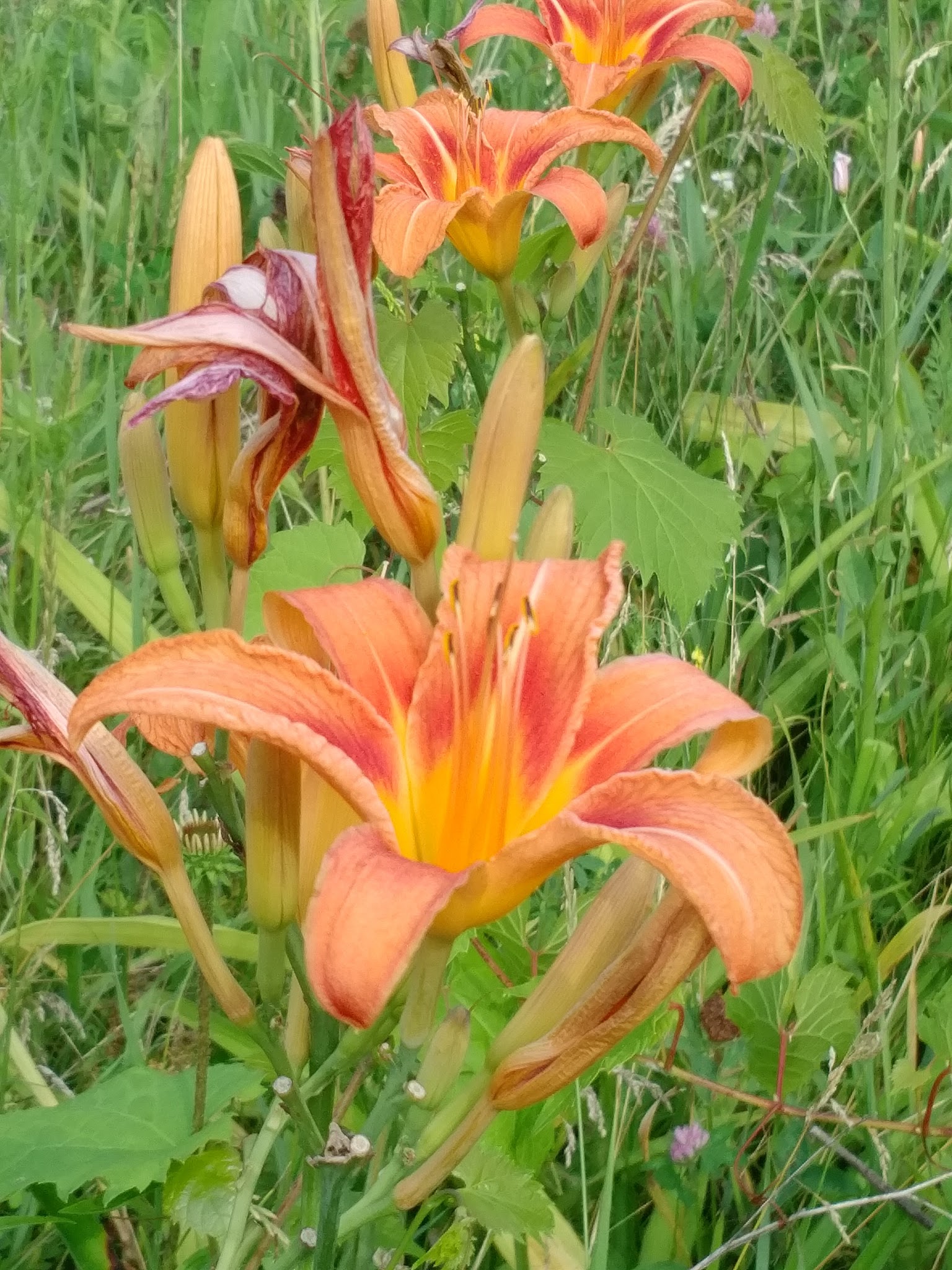 Long Lake Park - Round Lake Area Park District - Round Lake Beach, IL