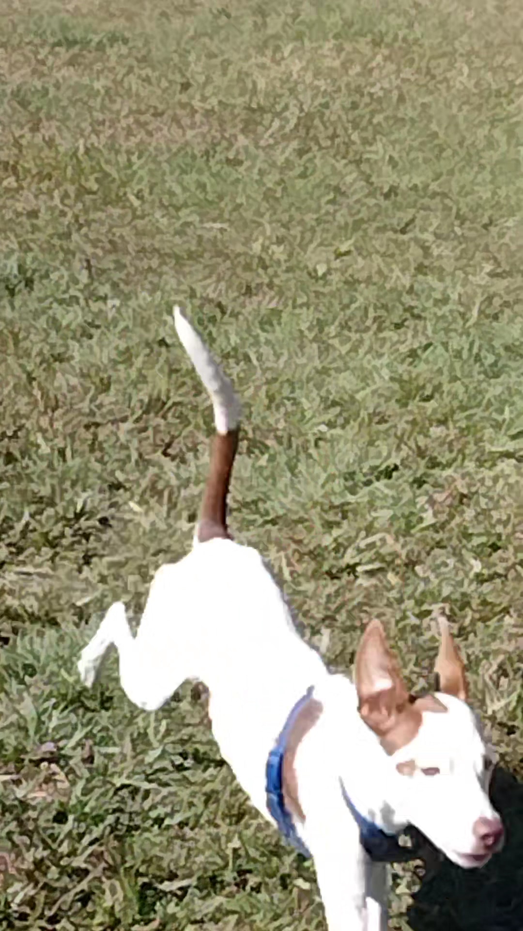 Crestwood Park - Royal Palm Beach, FL