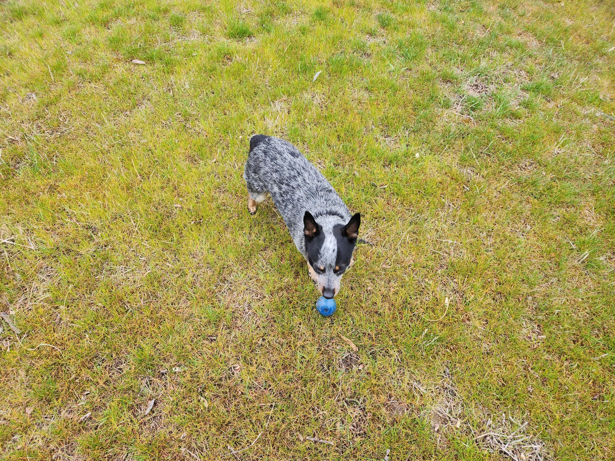 Rufus Dog Park - Rufus, OR