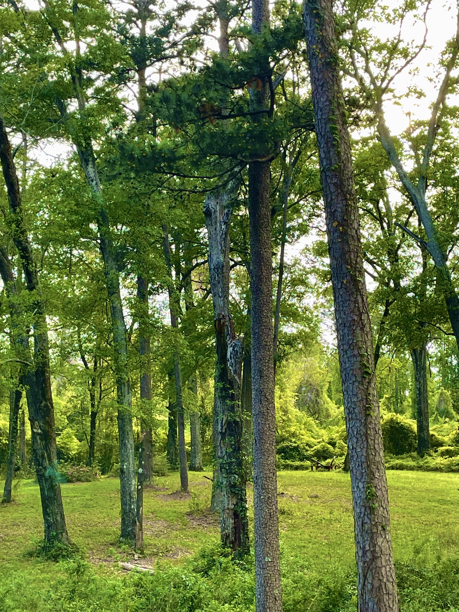 Roberts Park - Ruston, LA