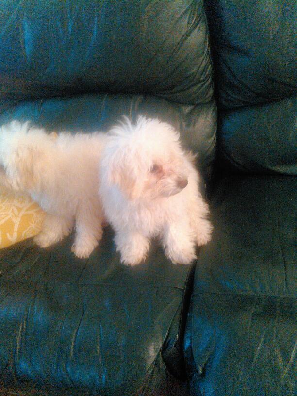 Animal Hospital Of Rutherford - Rutherford, NJ