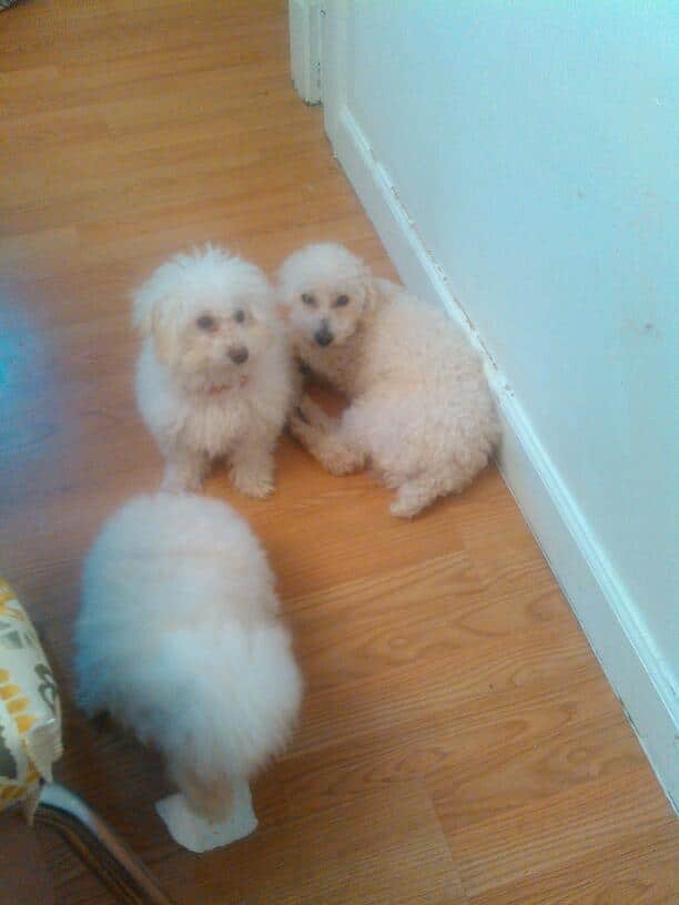 Animal Hospital Of Rutherford - Rutherford, NJ