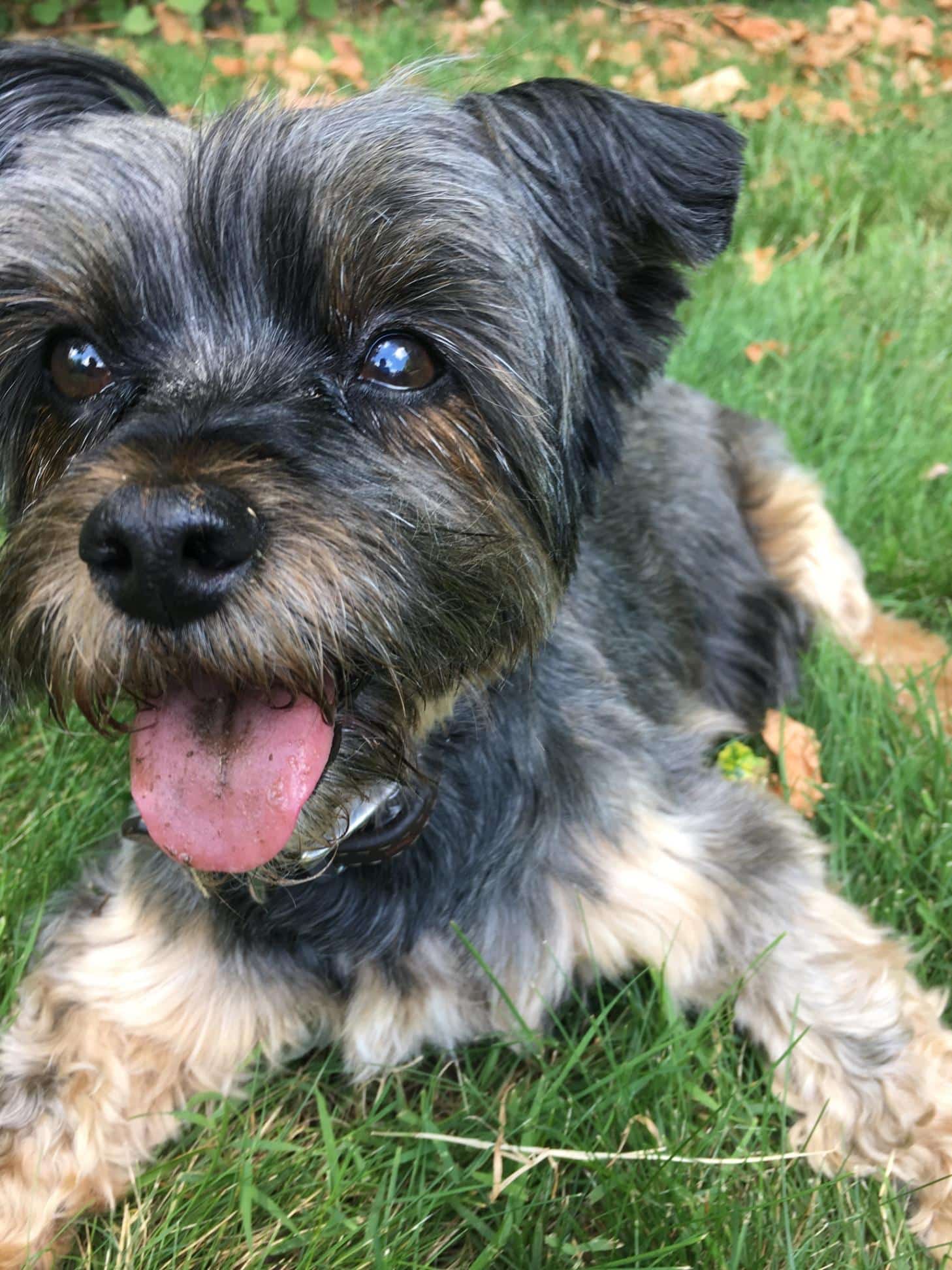 Animal Hospital Of Rutherford - Rutherford, NJ