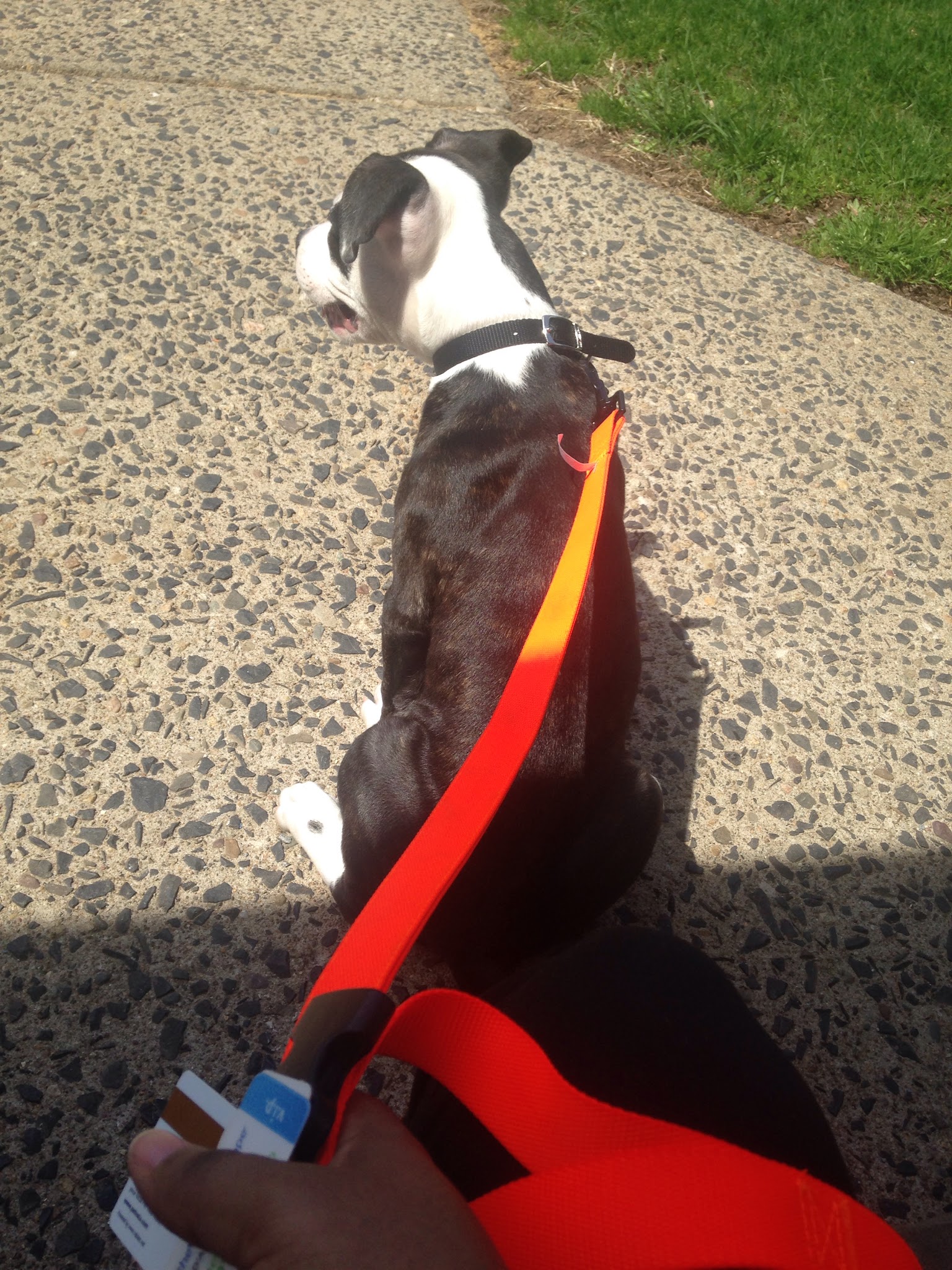 Animal Hospital Of Rutherford - Rutherford, NJ