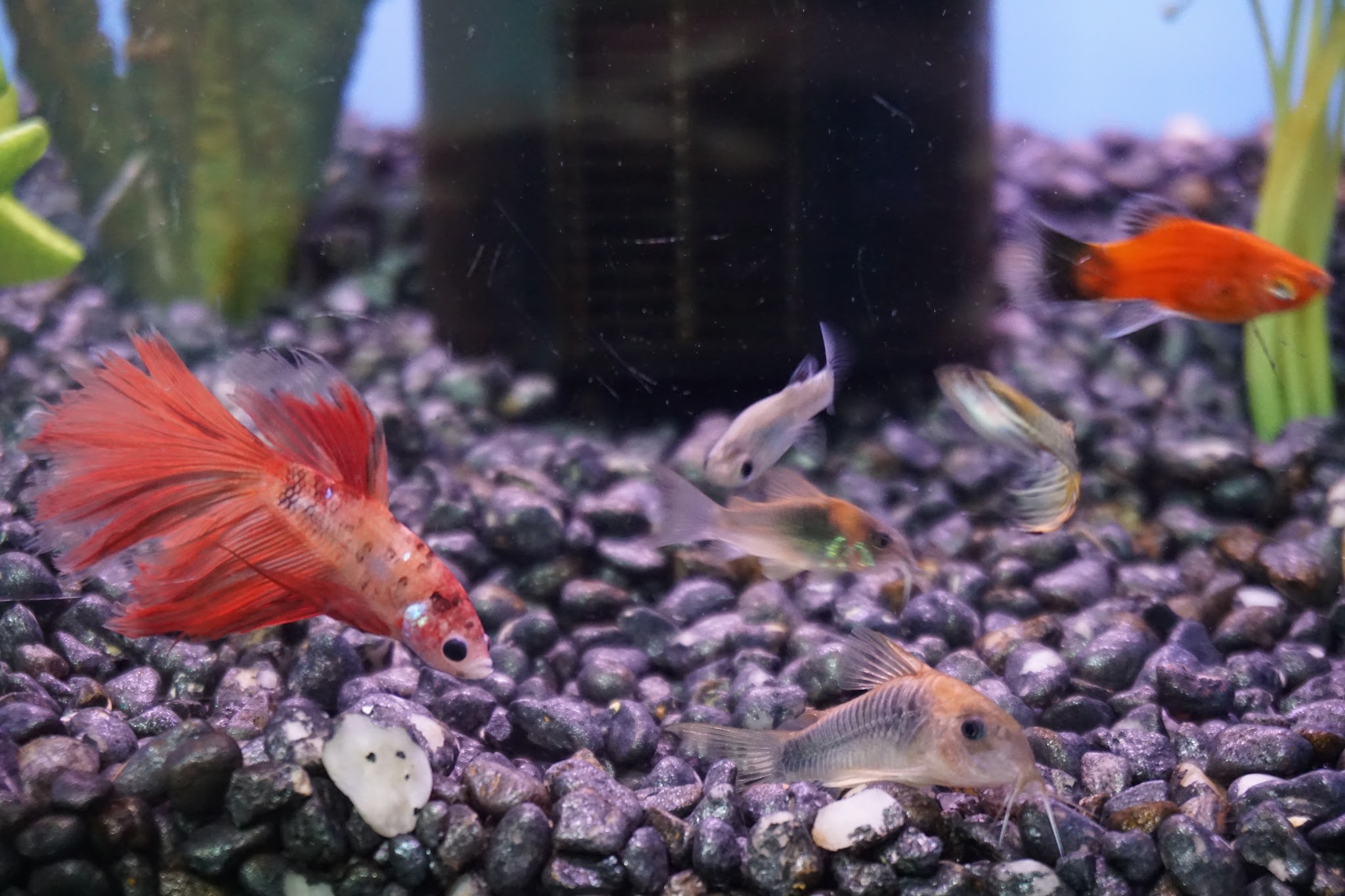 Park Avenue Pet Center - Rutherford, NJ