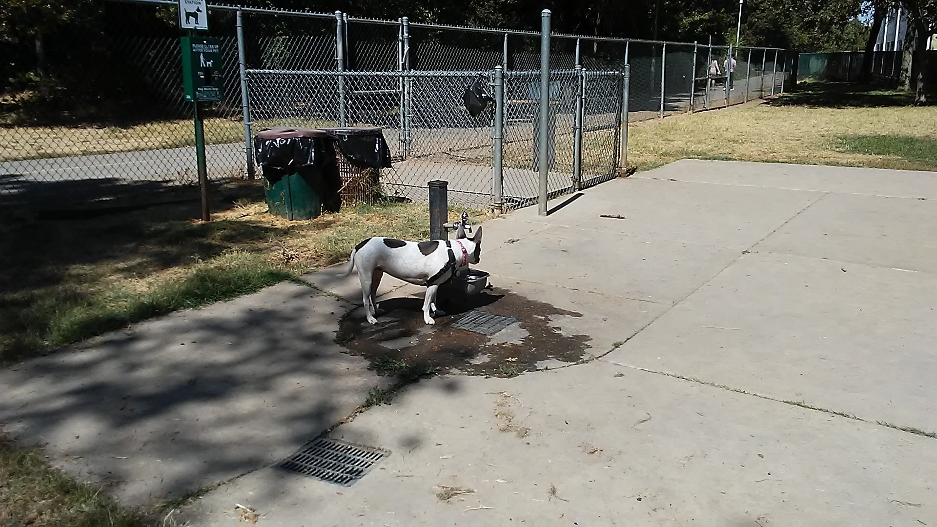 Bannon Creek Dog Park - Sacramento, CA