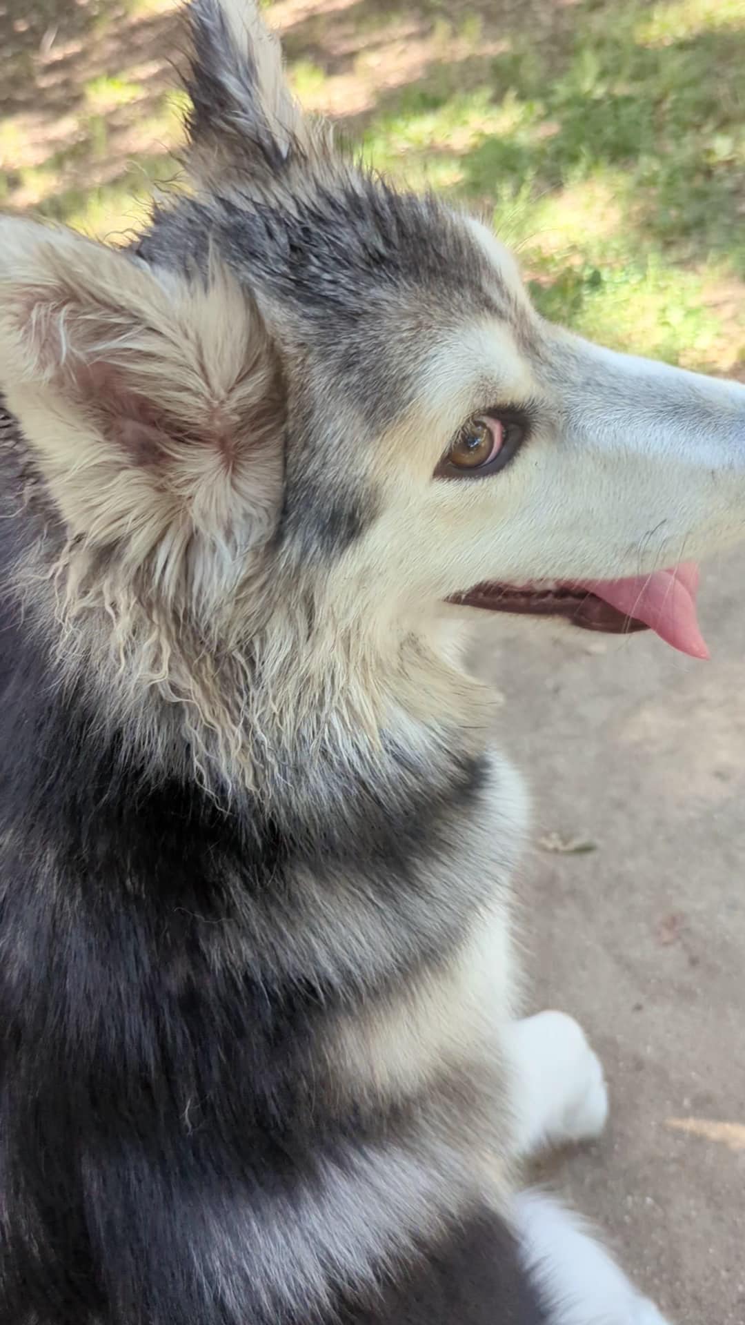 Bannon Creek Dog Park - Sacramento, CA