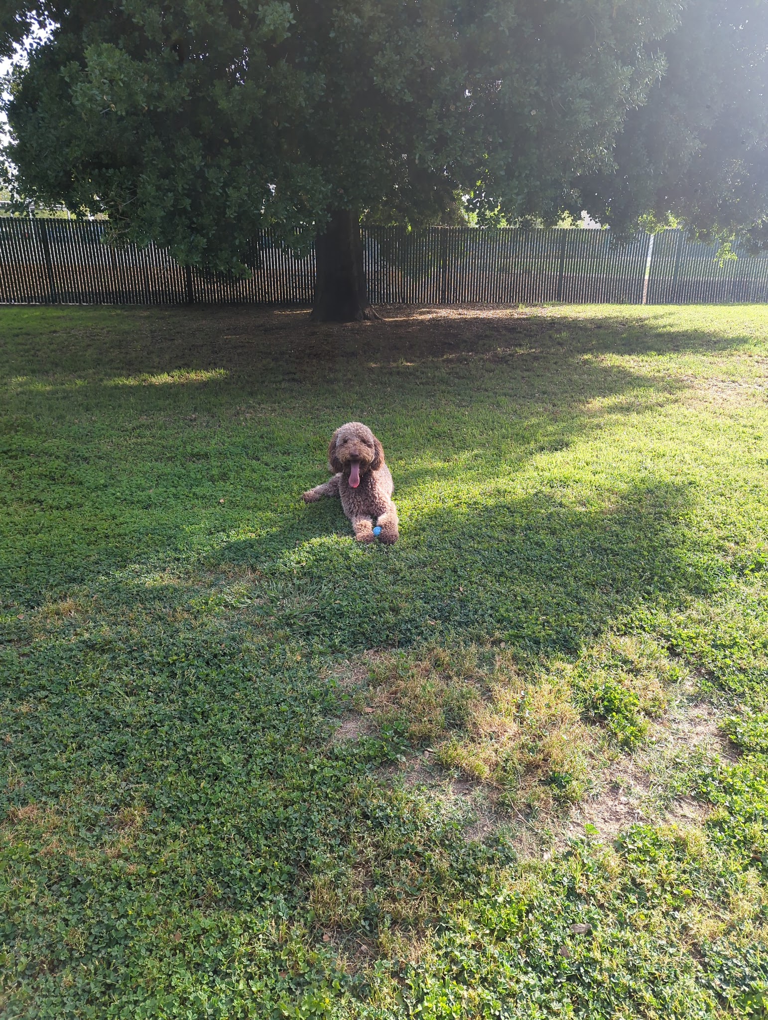 Bannon Creek Dog Park - Sacramento, CA