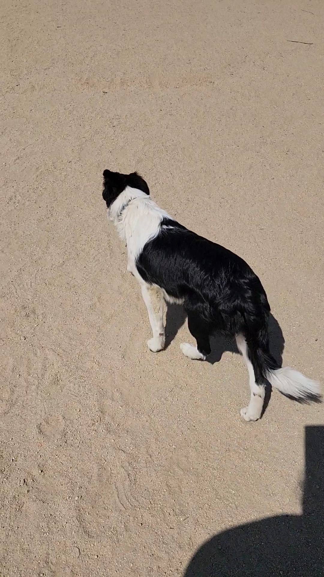 Cabana Dog Park - Sacramento, CA