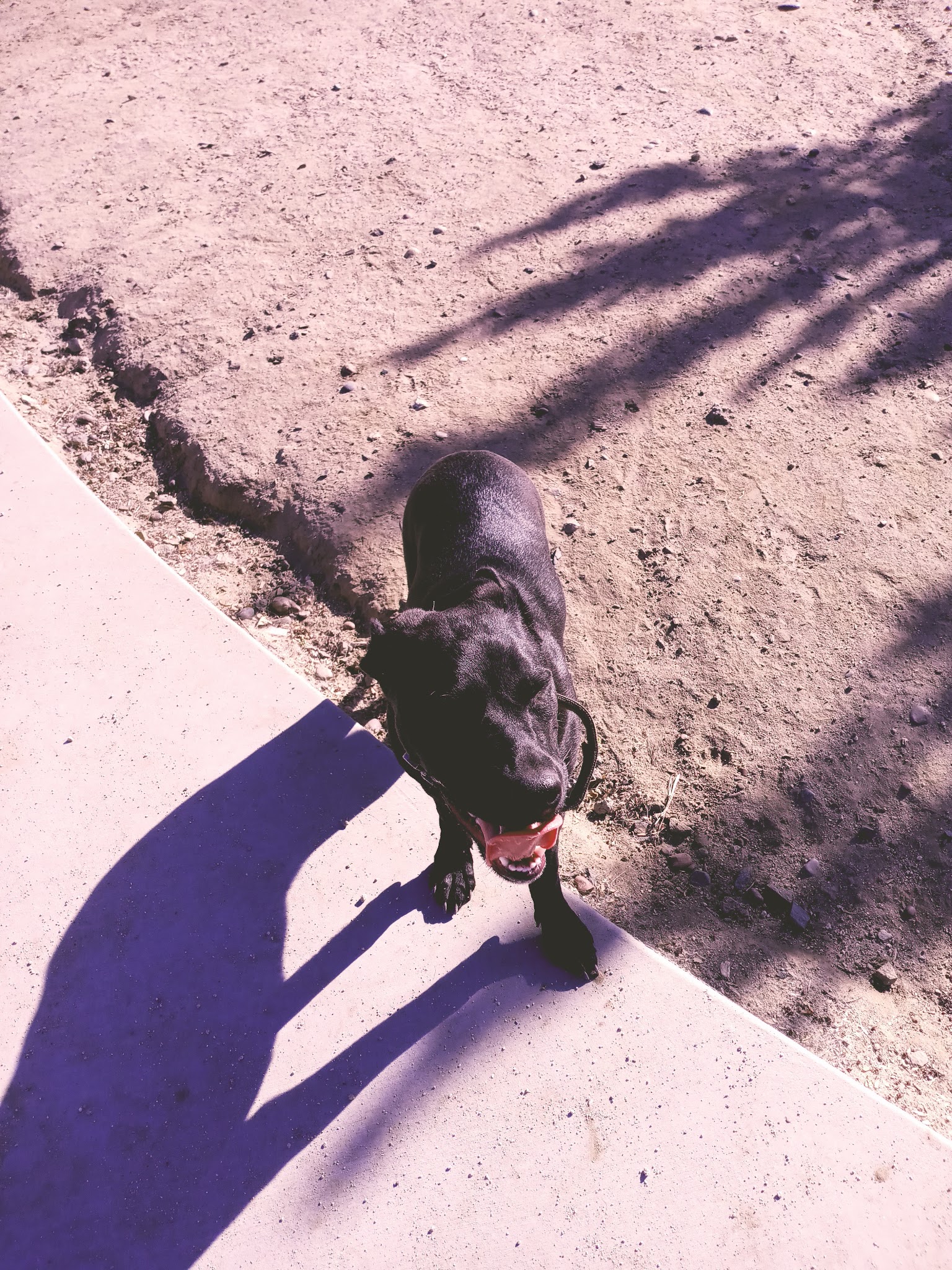 Cabana Dog Park - Sacramento, CA